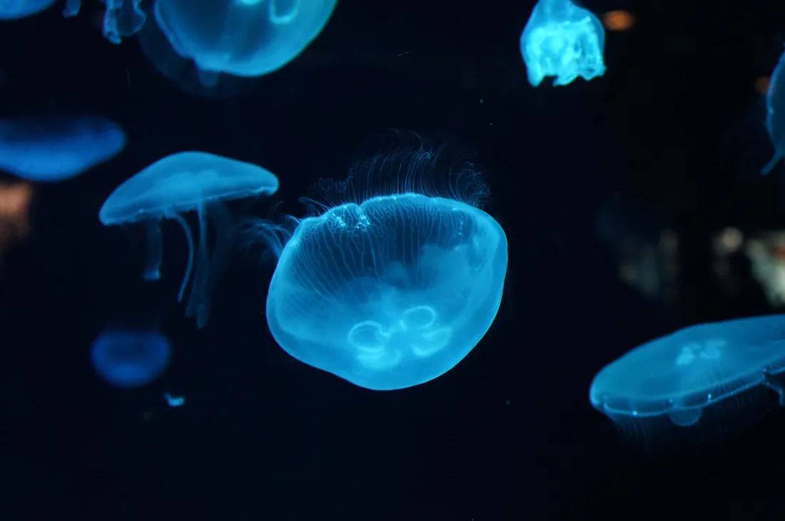 Deep Sea