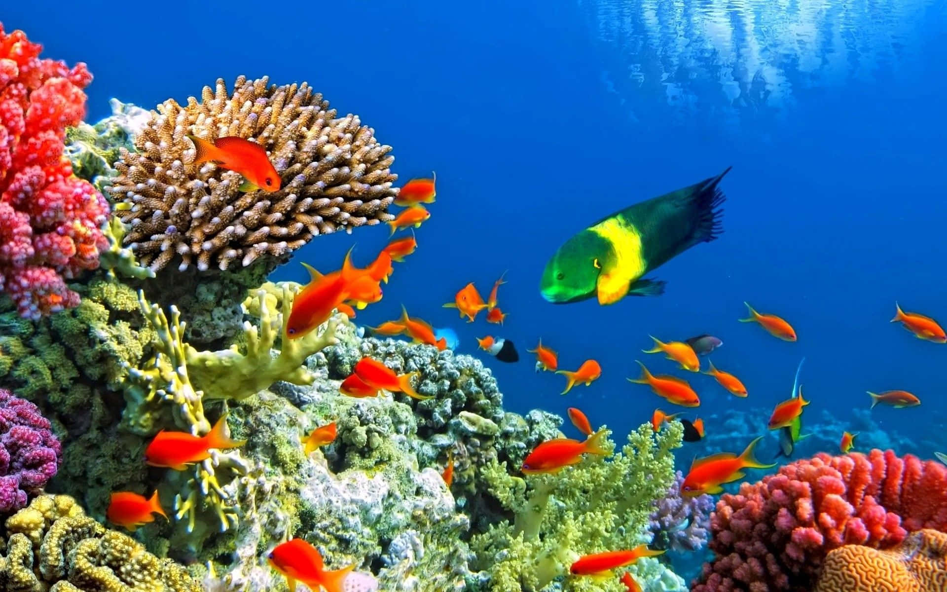 Deep Sea, coral reef, orange fish, Full HD Desktop Wallpaper