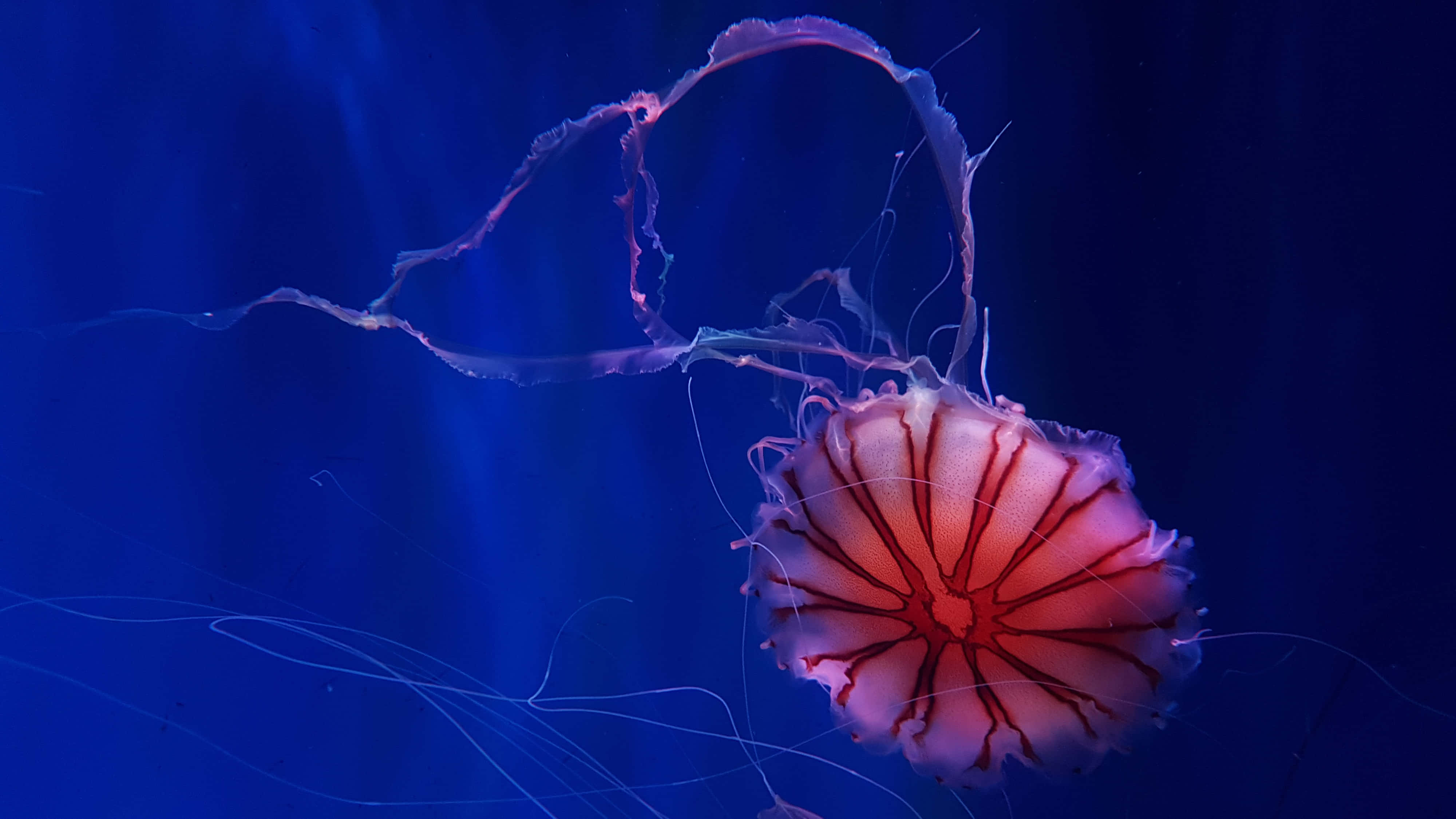 glowing pink jellyfish, intricate red veins, deep blue underwater backdrop, 4K Desktop Wallpaper