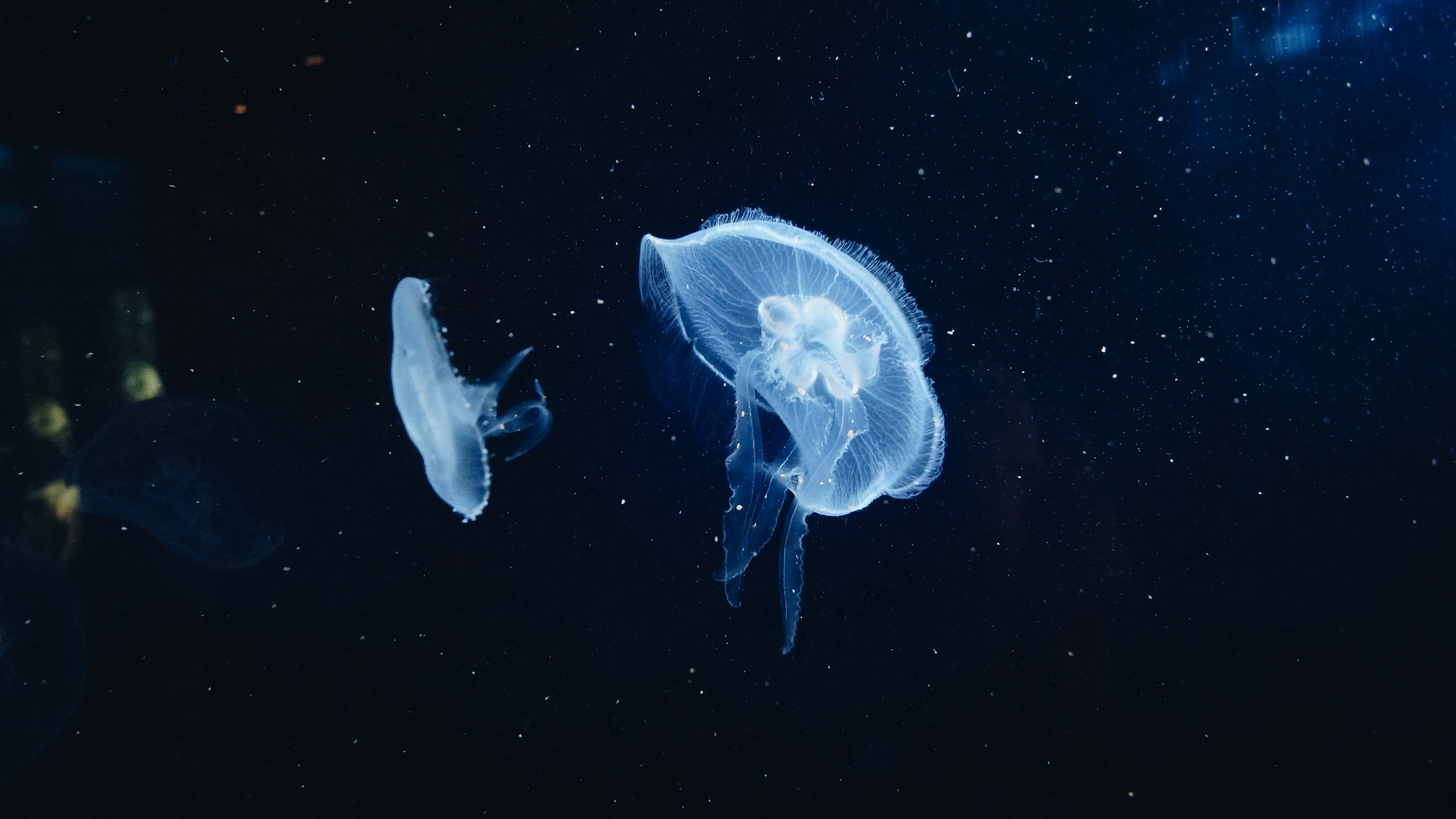 Deep Sea, 4K underwater image, glowing translucent jellyfish, 4K Desktop Wallpaper