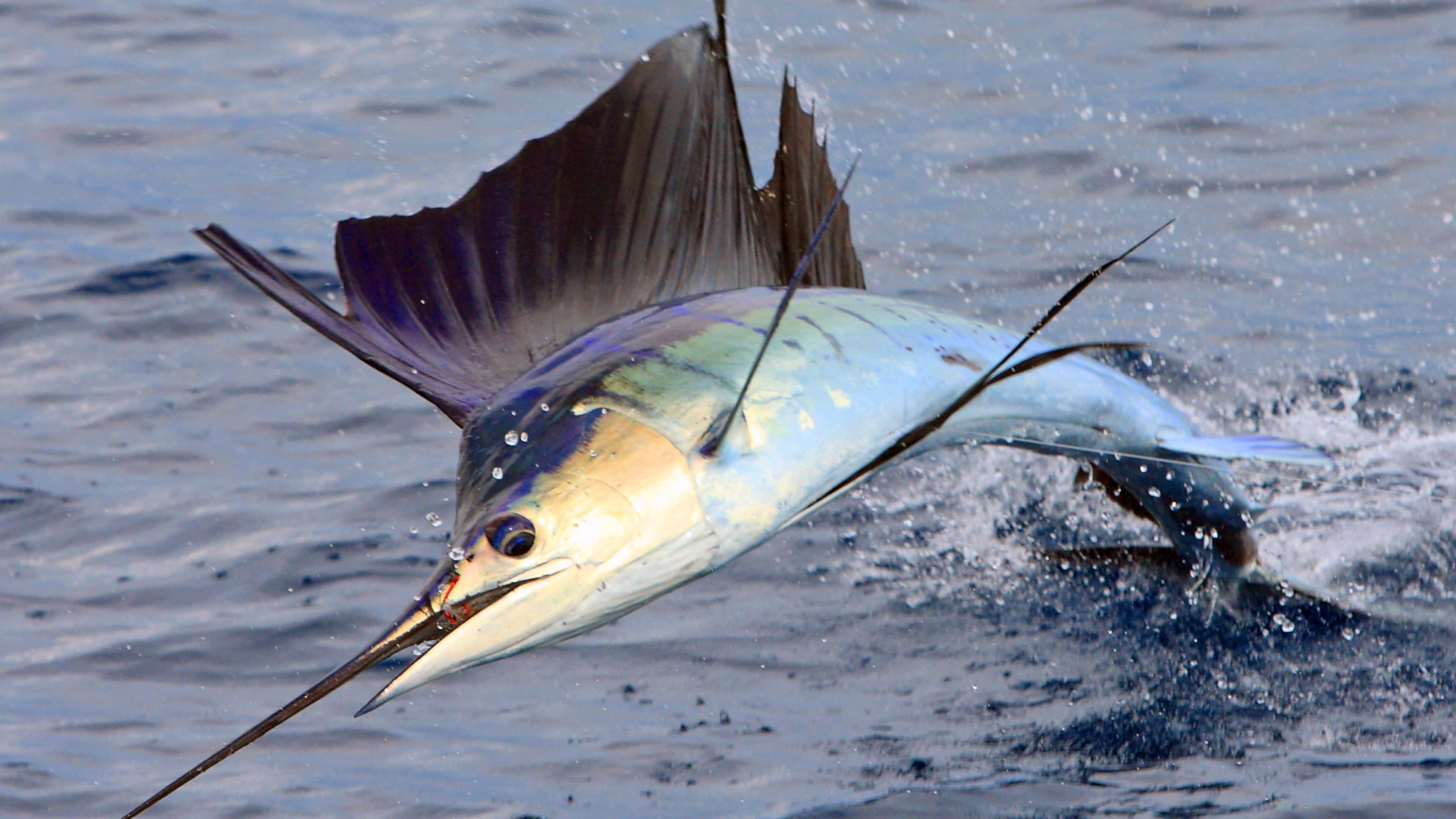 sailfish, deep blue sea, choppy blue water, 4K Desktop Wallpaper