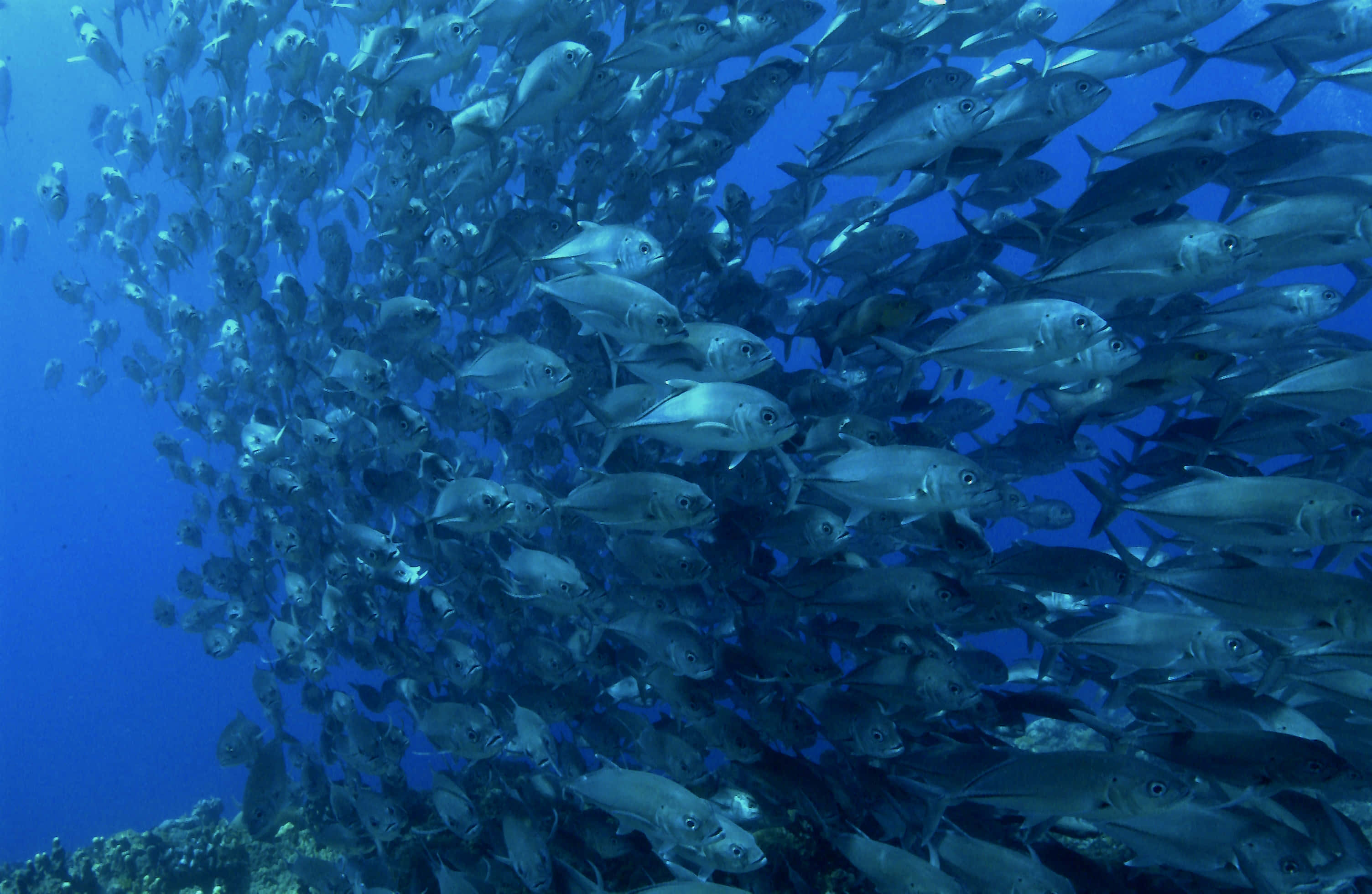 deep blue ocean, silver fish, coral reef, 2K Desktop Wallpaper