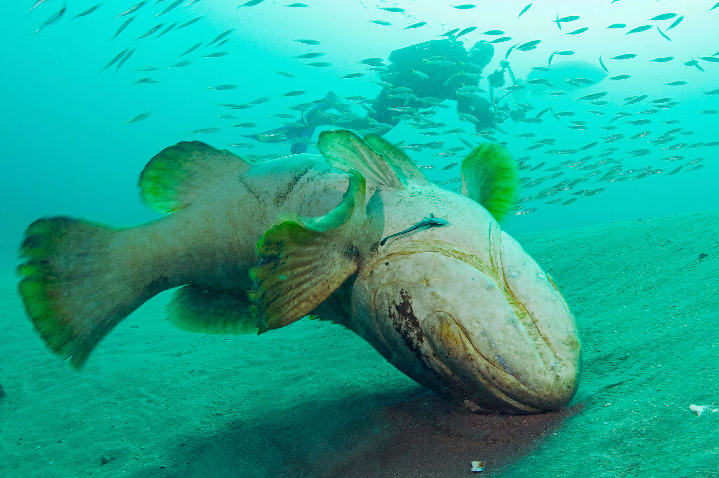 giant grouper, ocean floor, school of small fish, Full HD Desktop Wallpaper