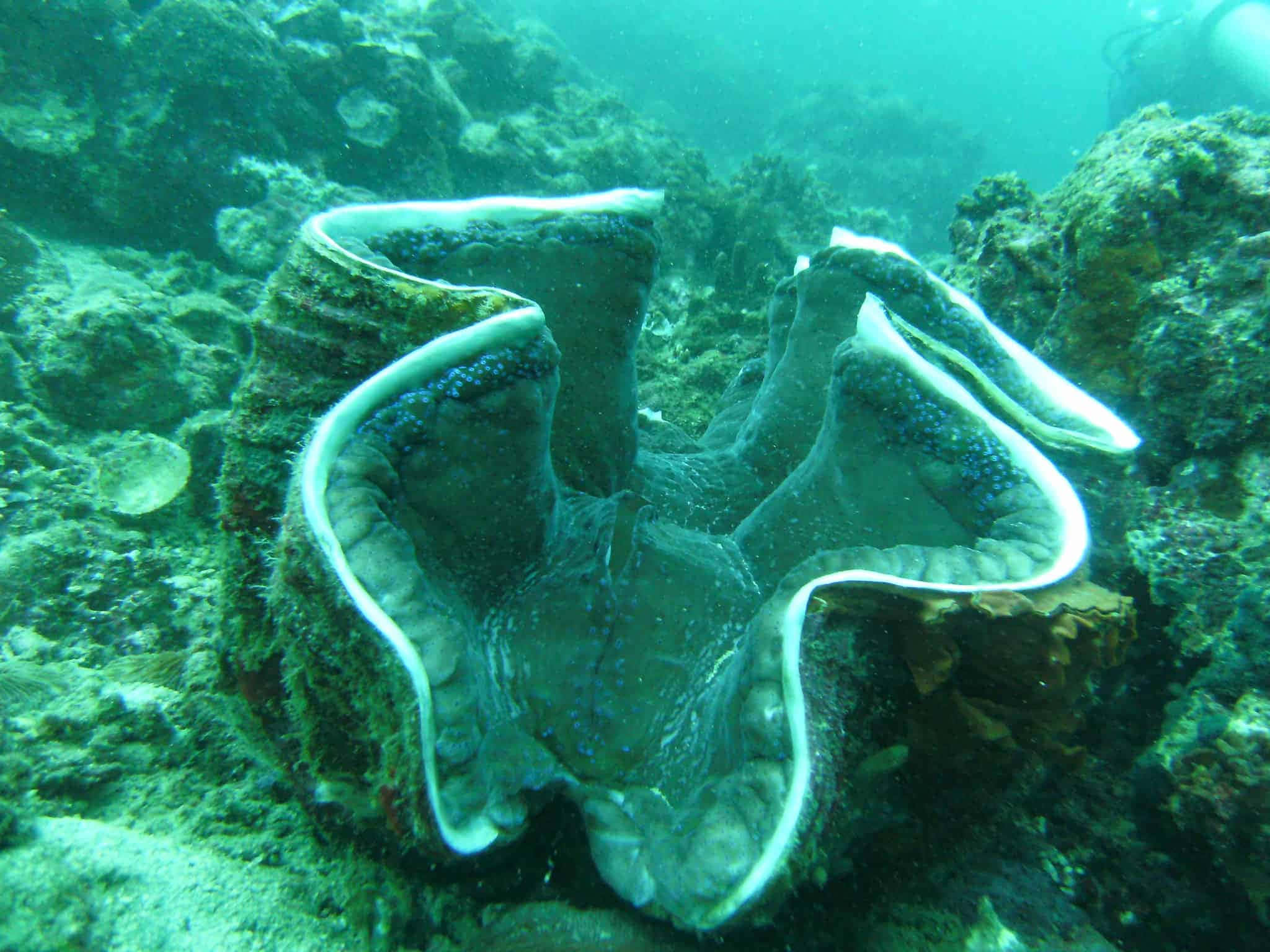 giant clam, iridescent blue spots, white edges, Full HD Desktop Wallpaper