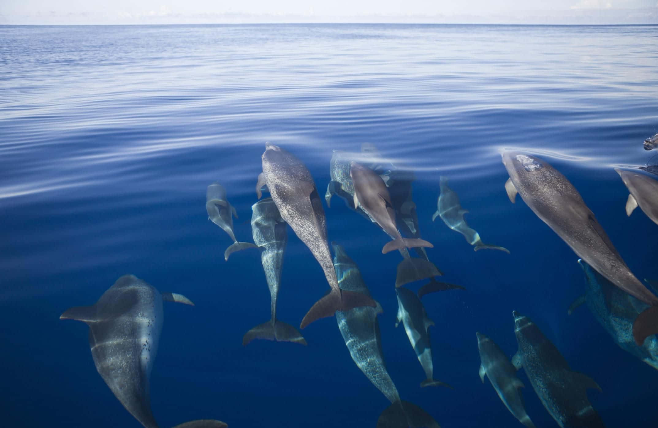 dolphins, ocean surface, deep blue water, Full HD Desktop Wallpaper
