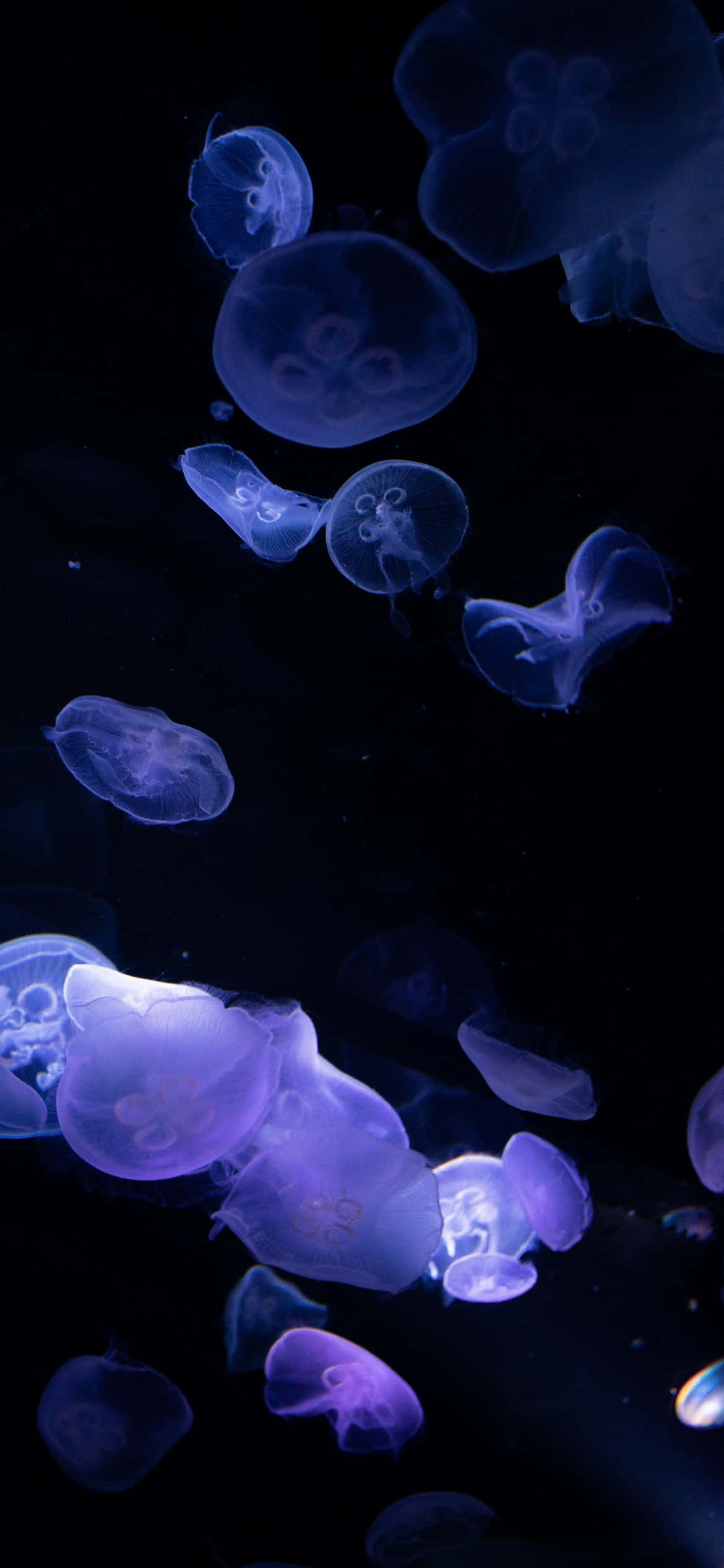 deep ocean darkness, glowing blue and purple jellyfish, underwater ballet, Full HD Phone Wallpaper