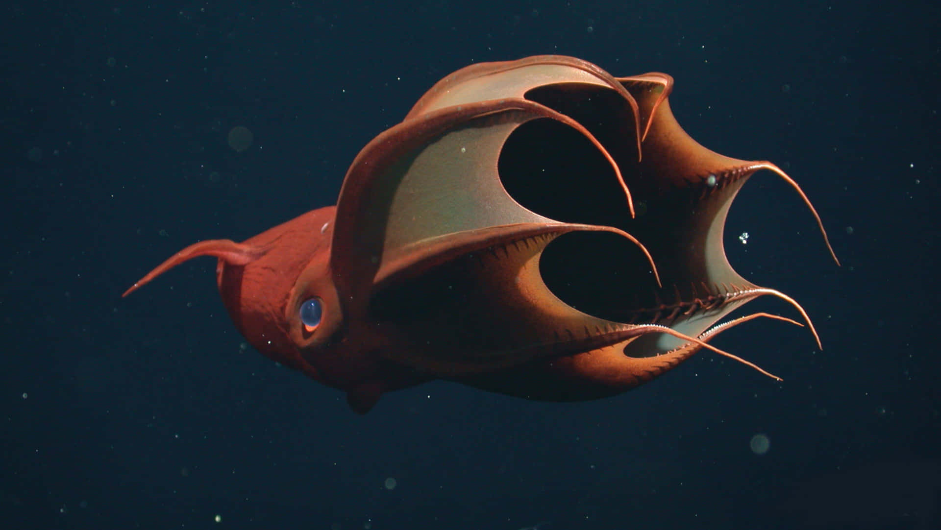 deep sea exploration, vampire squid, glowing eyes, Full HD Desktop Wallpaper