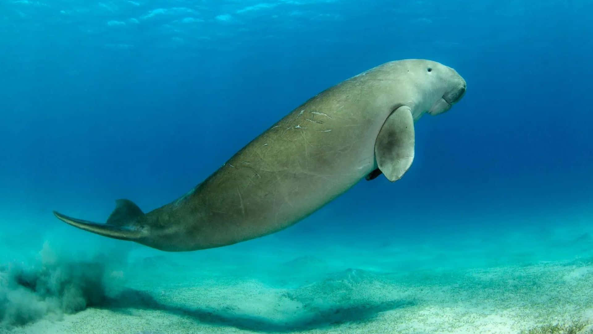 dugong, manatee, turquoise waters, Full HD Desktop Wallpaper
