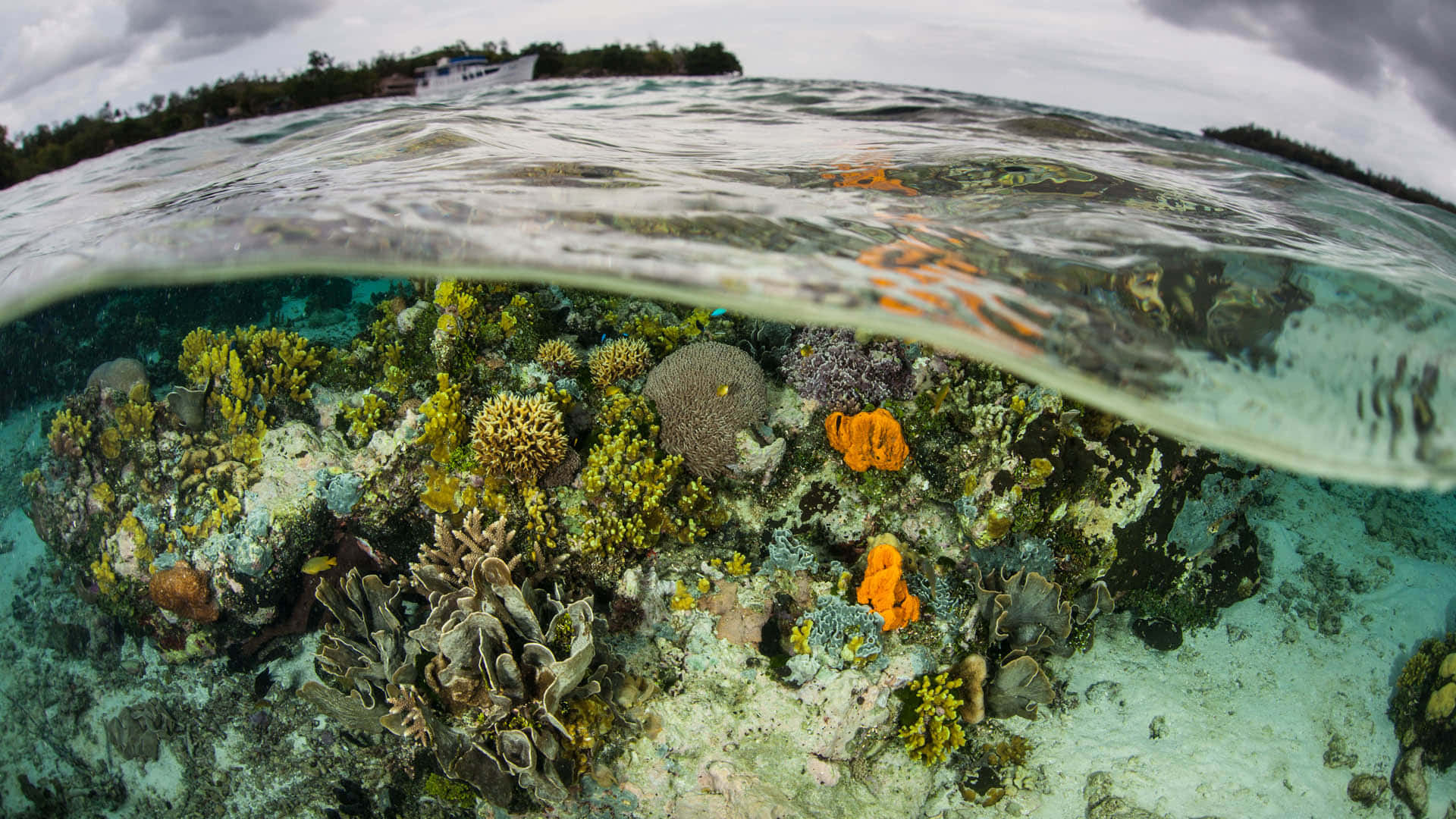fisheye view, vibrant coral reef, boat, Full HD Desktop Wallpaper