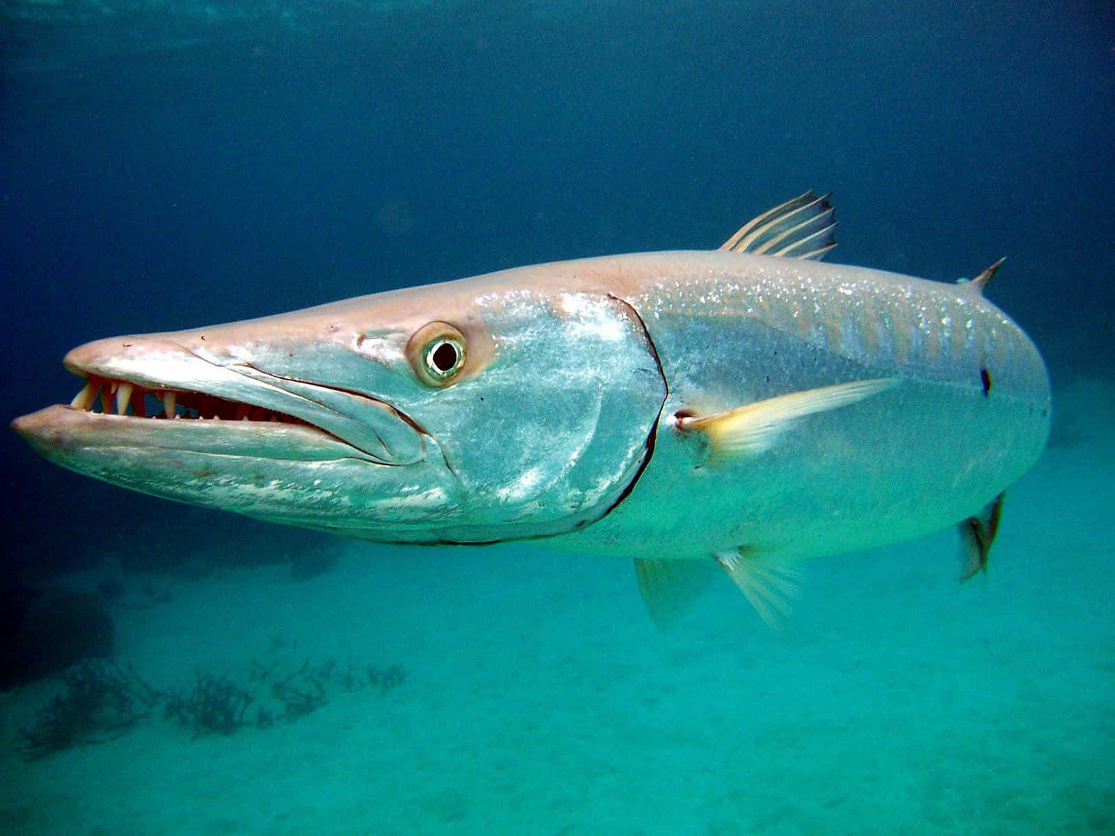 great barracuda, silver, turquoise water, HD Desktop Wallpaper