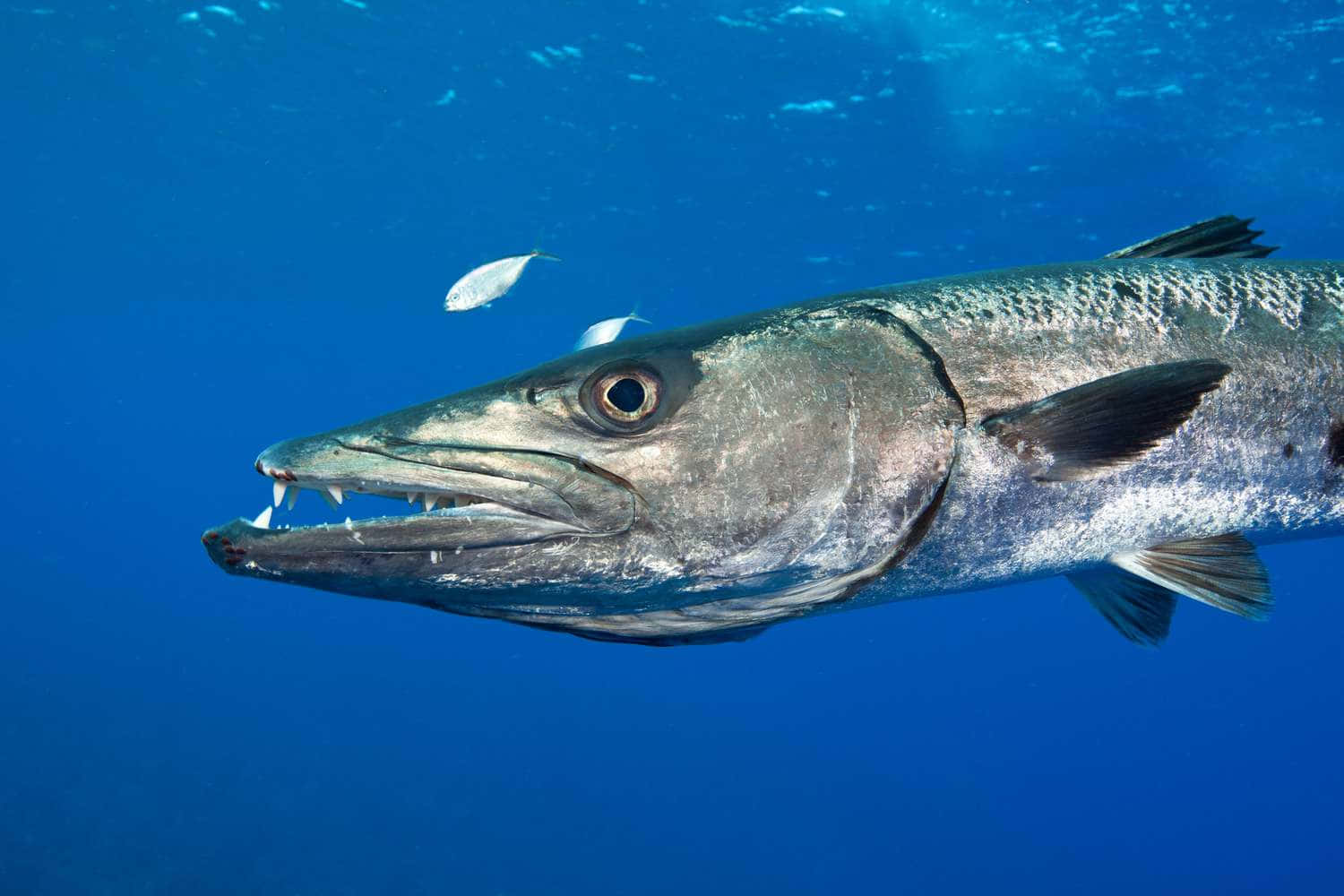 great barracuda, clear blue ocean water, small fish, HD Desktop Wallpaper