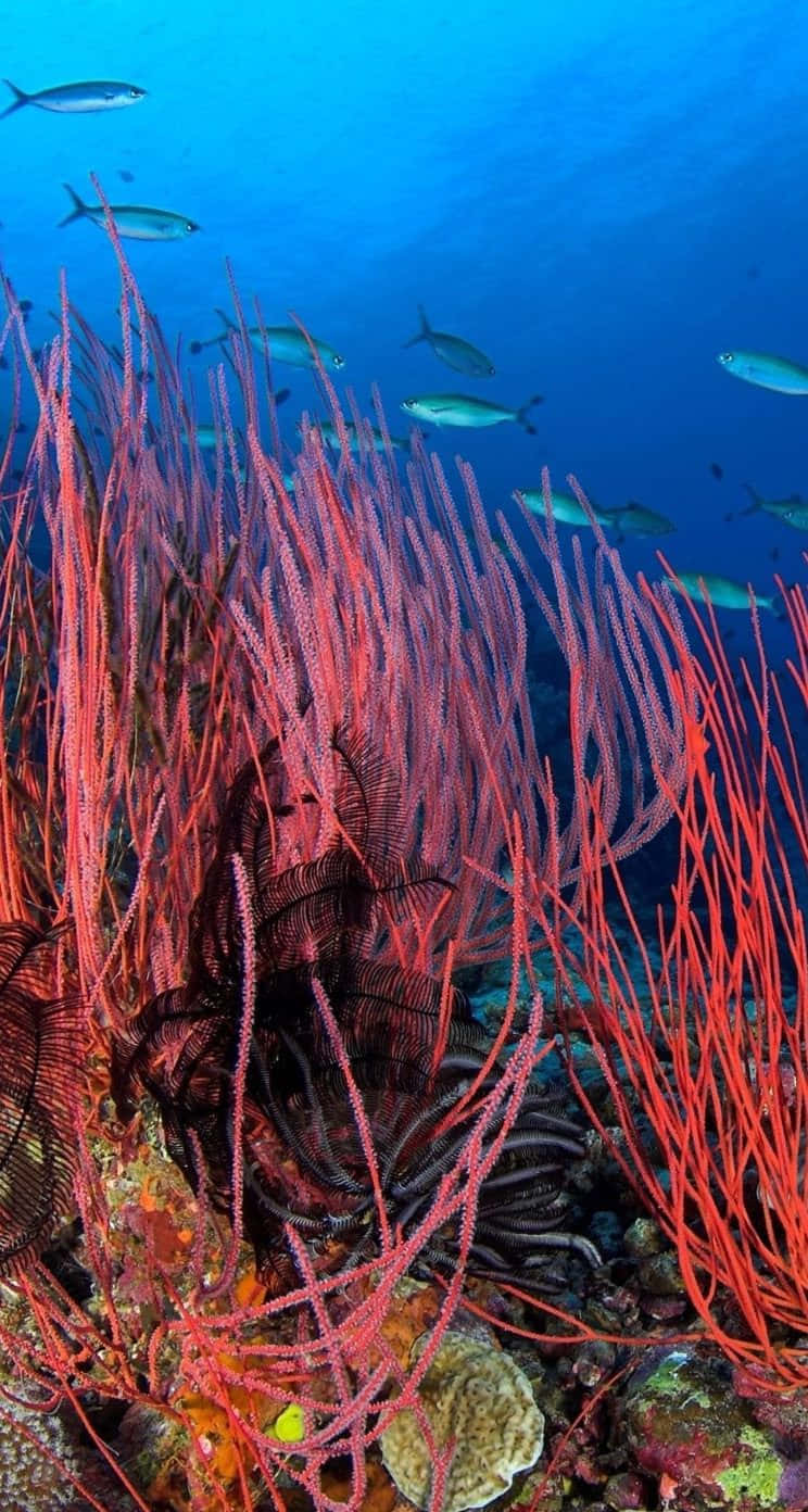 sea anemone, deep ocean, vibrant red coral formations, HD Phone Wallpaper