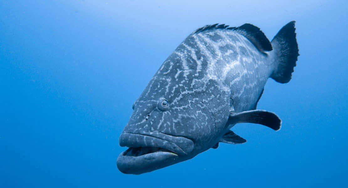 majestic grouper fish, deep sea, spotted grouper, SD Desktop Wallpaper