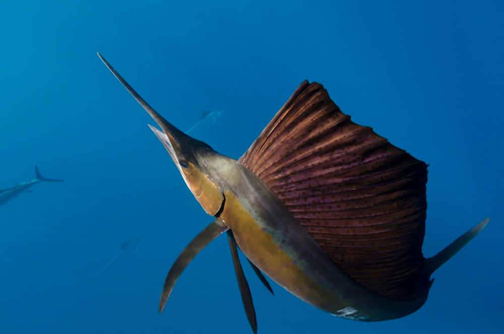 sailfish, deep blue sea, clear blue ocean water, SD Desktop Wallpaper