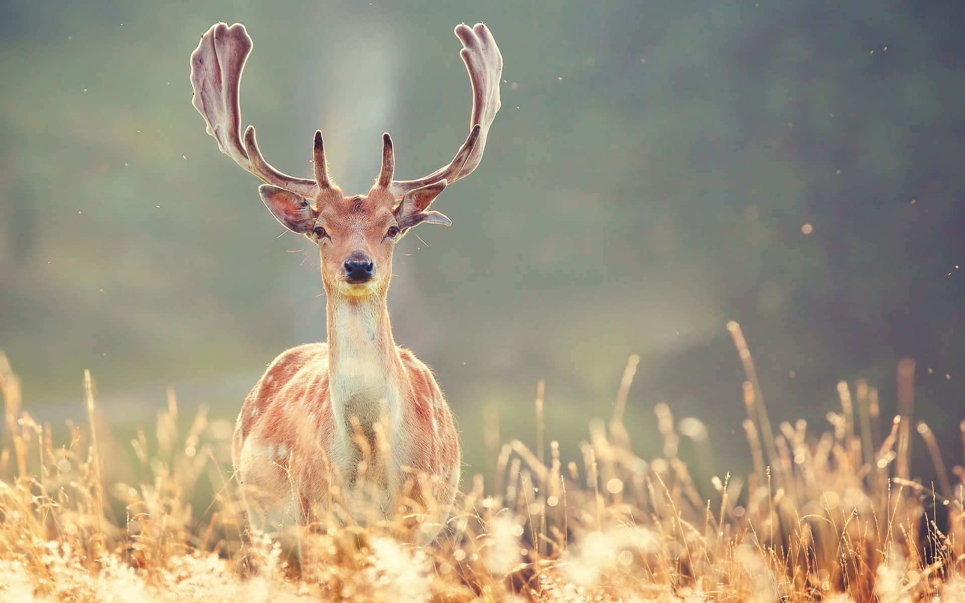 Deer Desktop, white-tailed deer, sunlit field, Full HD Desktop Wallpaper