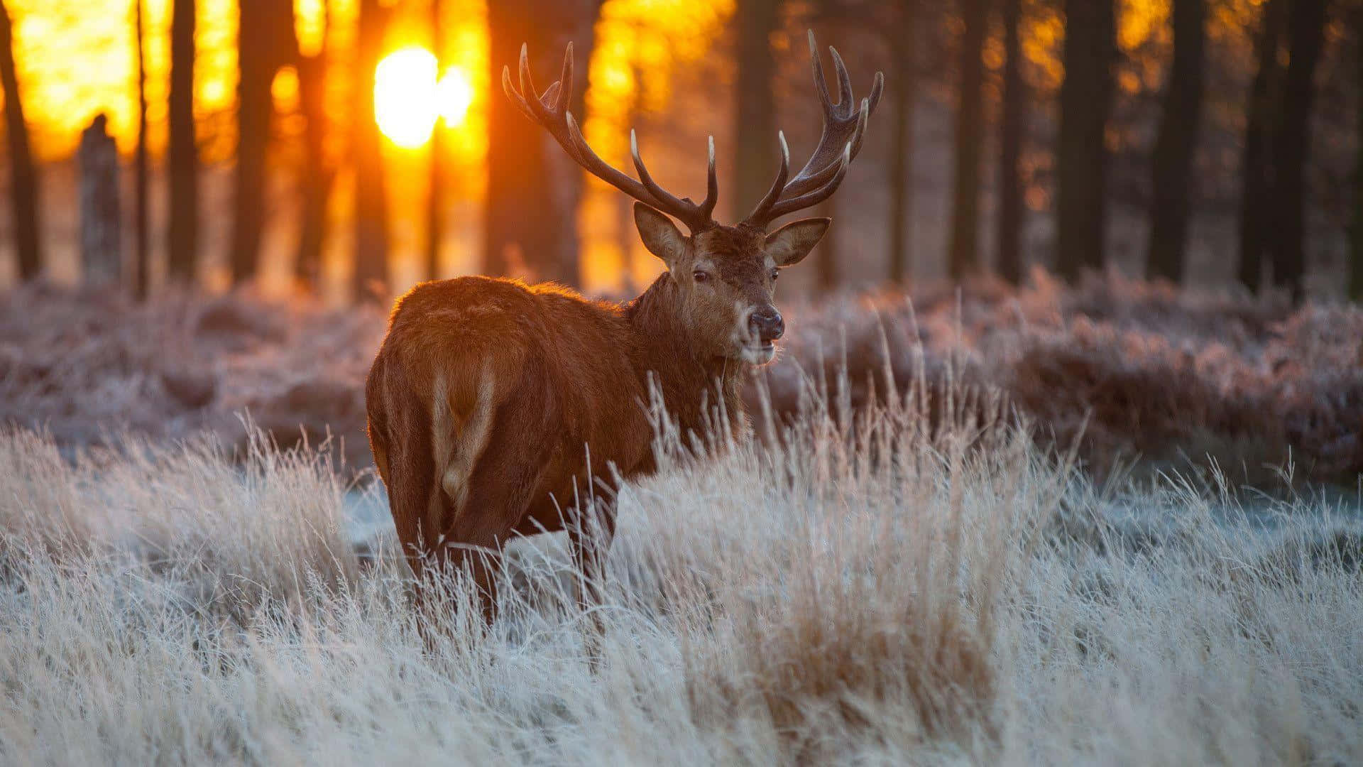 deer, stag, large antlers, Full HD Desktop Wallpaper