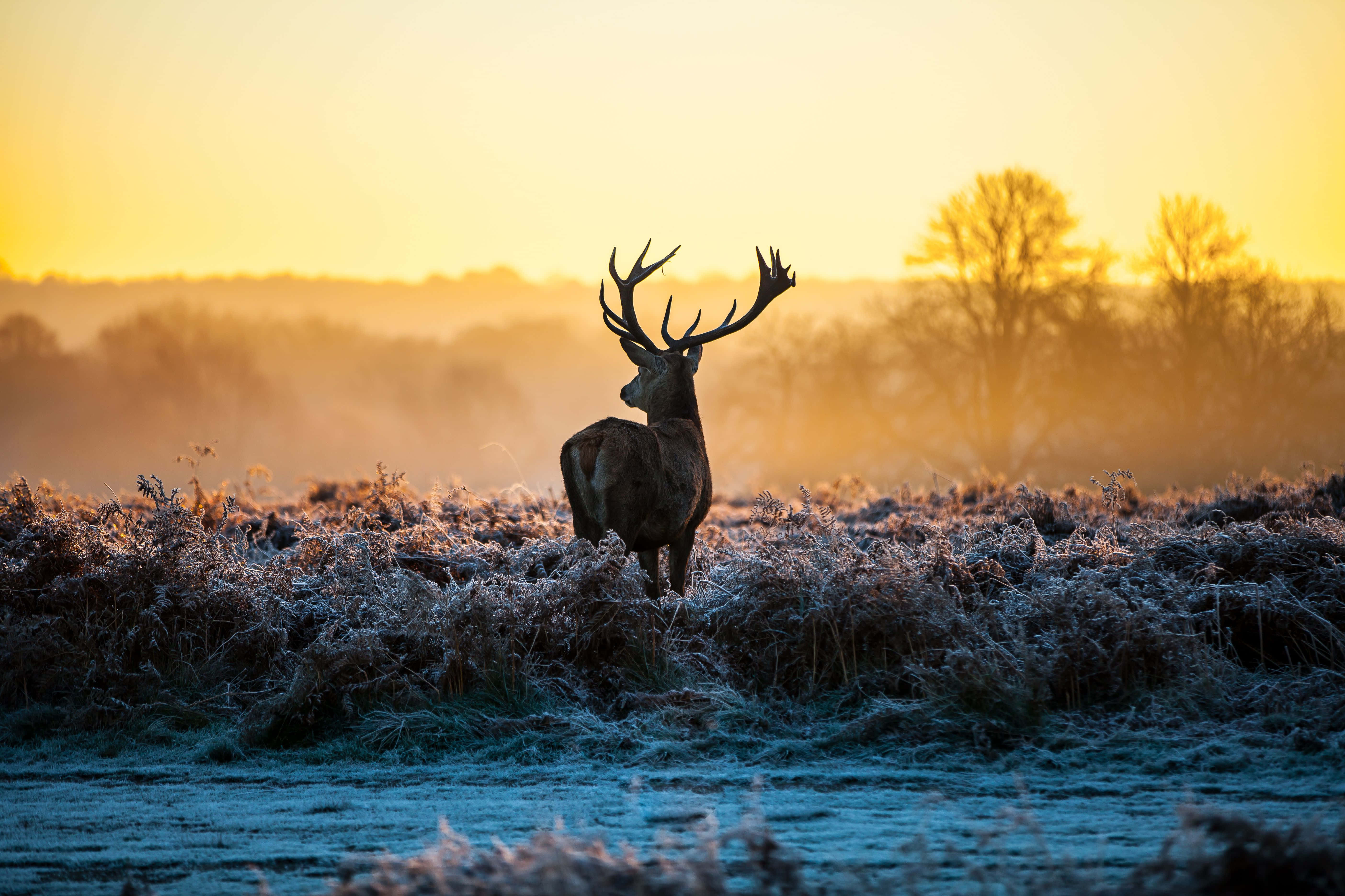 deer, meadow, golden sunrise, 5K Desktop Wallpaper
