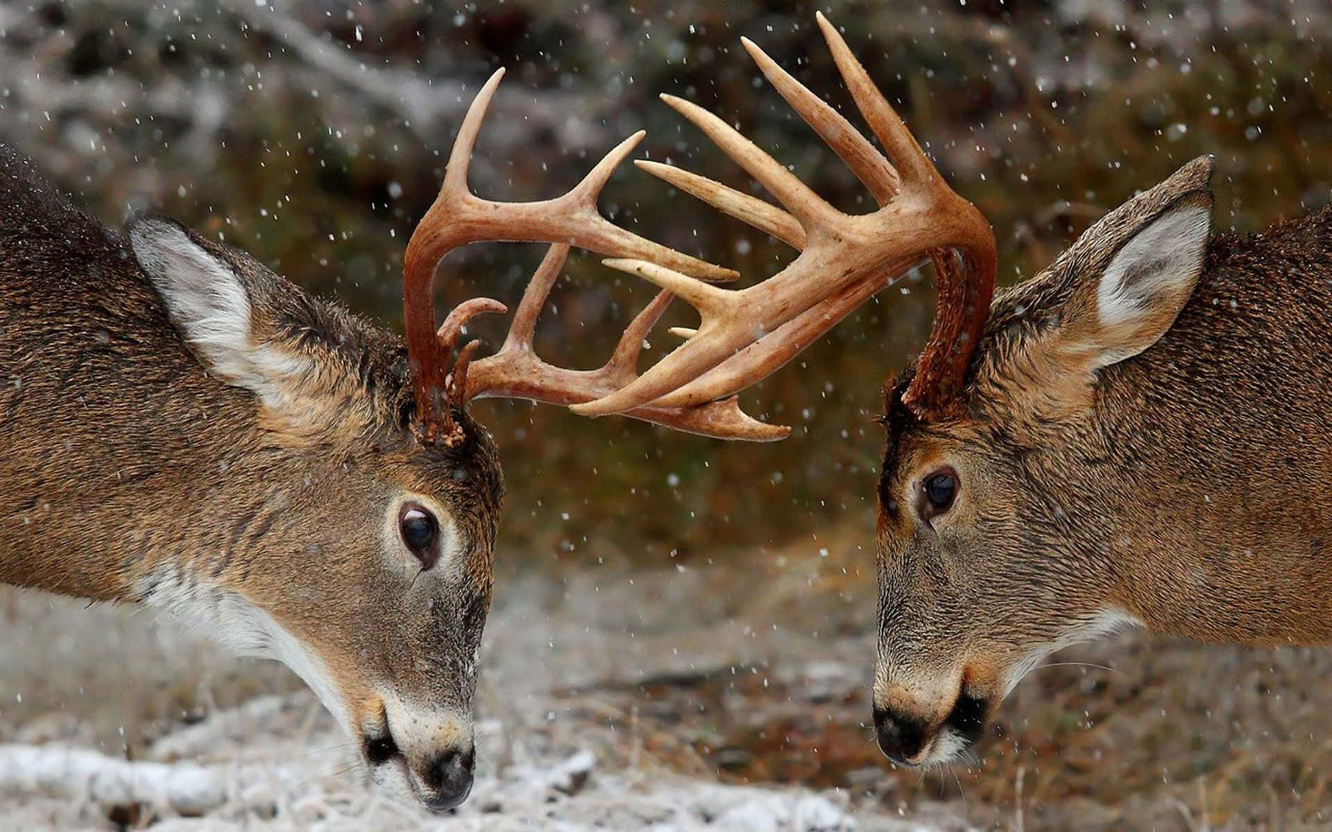 Deer Desktop, majestic deer, large antlers, Full HD Desktop Wallpaper