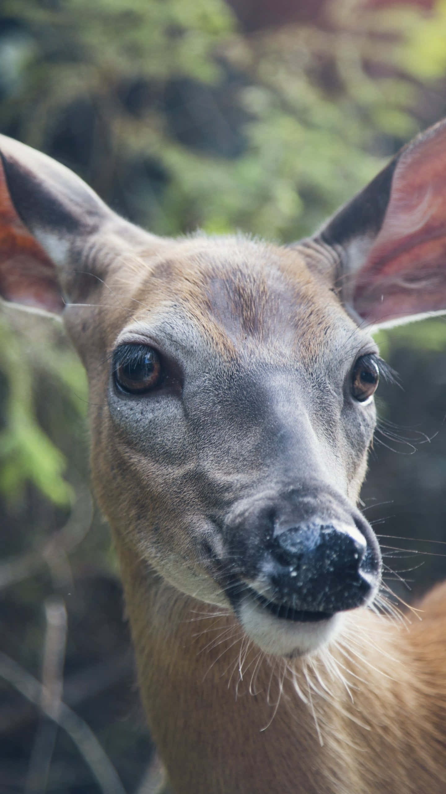 Majestic Male Deer, large ears, dark eyes, 2K Phone Wallpaper