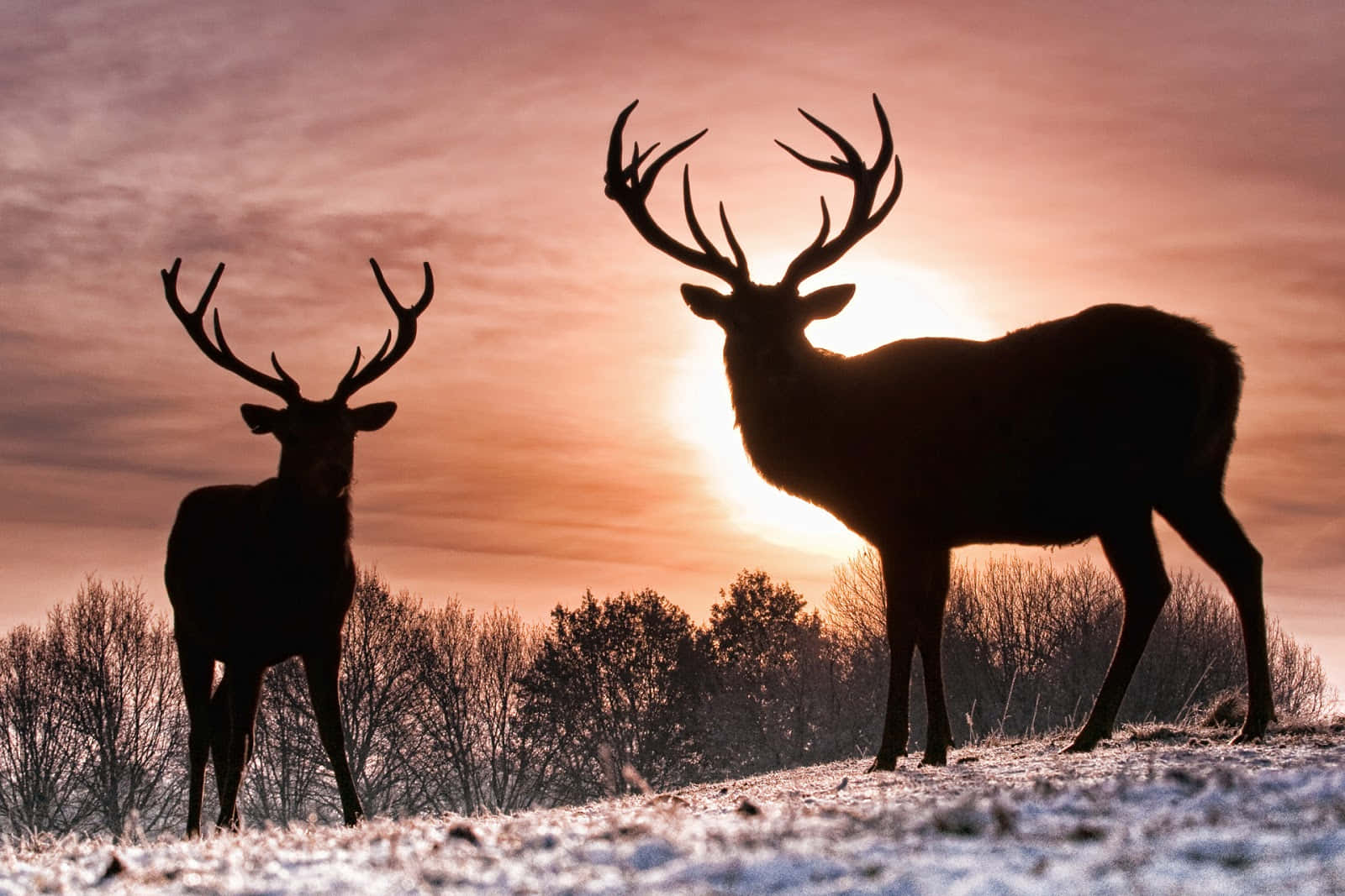 Red Deer, glowing sunset, snowy field, HD Desktop Wallpaper