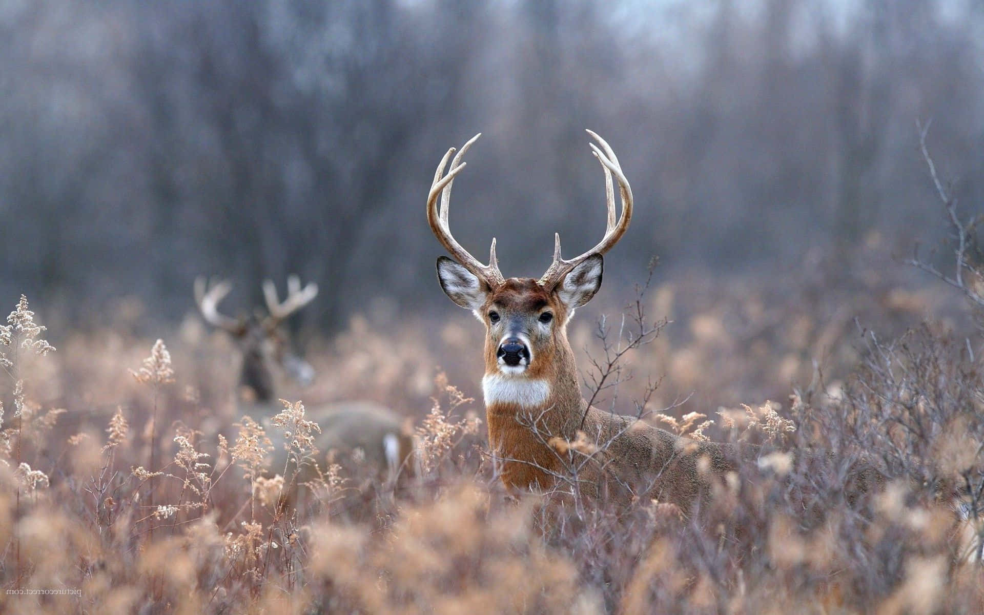 Deer Desktop, buck, large antlers, Full HD Desktop Wallpaper