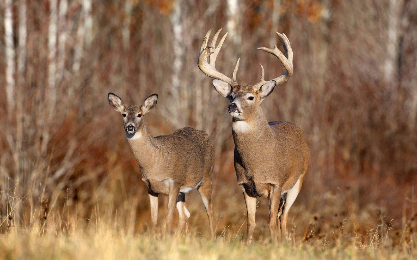 Male Deer, buck, doe, HD Desktop Wallpaper