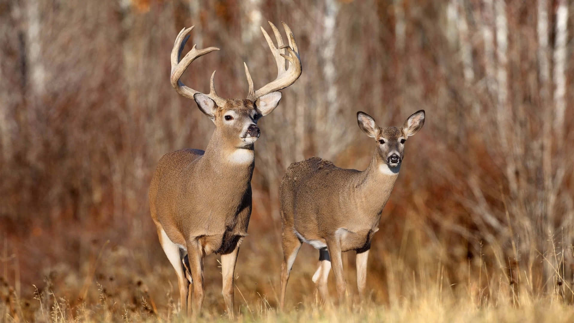 white-tailed deer, buck, doe, Full HD Desktop Wallpaper