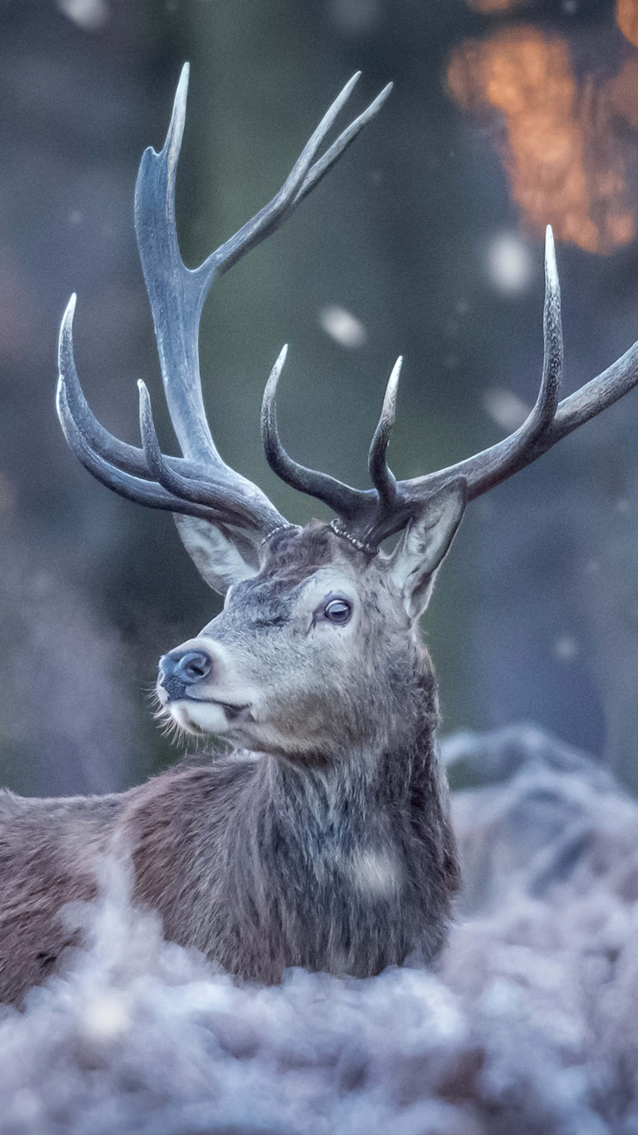 Deer Desktop, stag, large antlers, 4K Phone Wallpaper