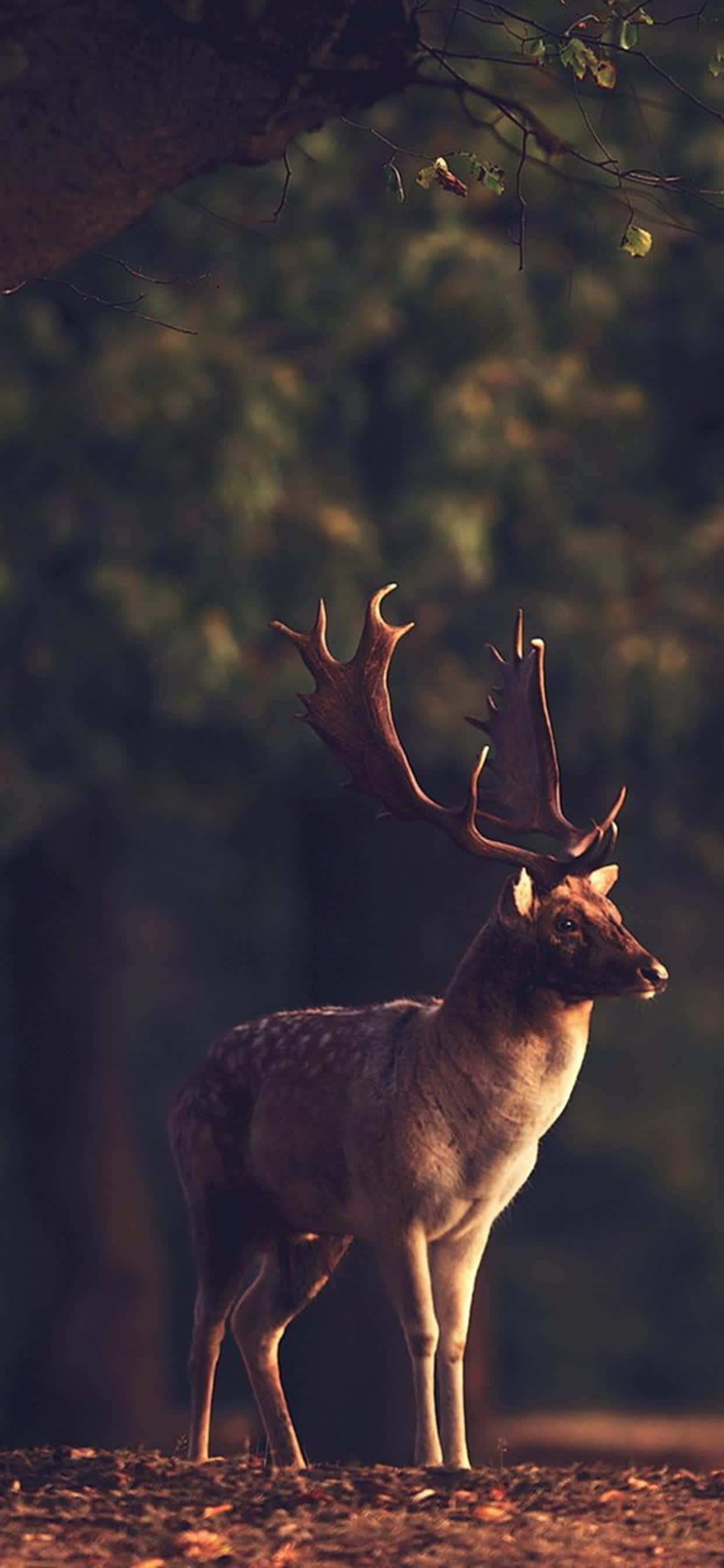 Deer Desktop, majestic adult male deer, large antlers, 2K Phone Wallpaper