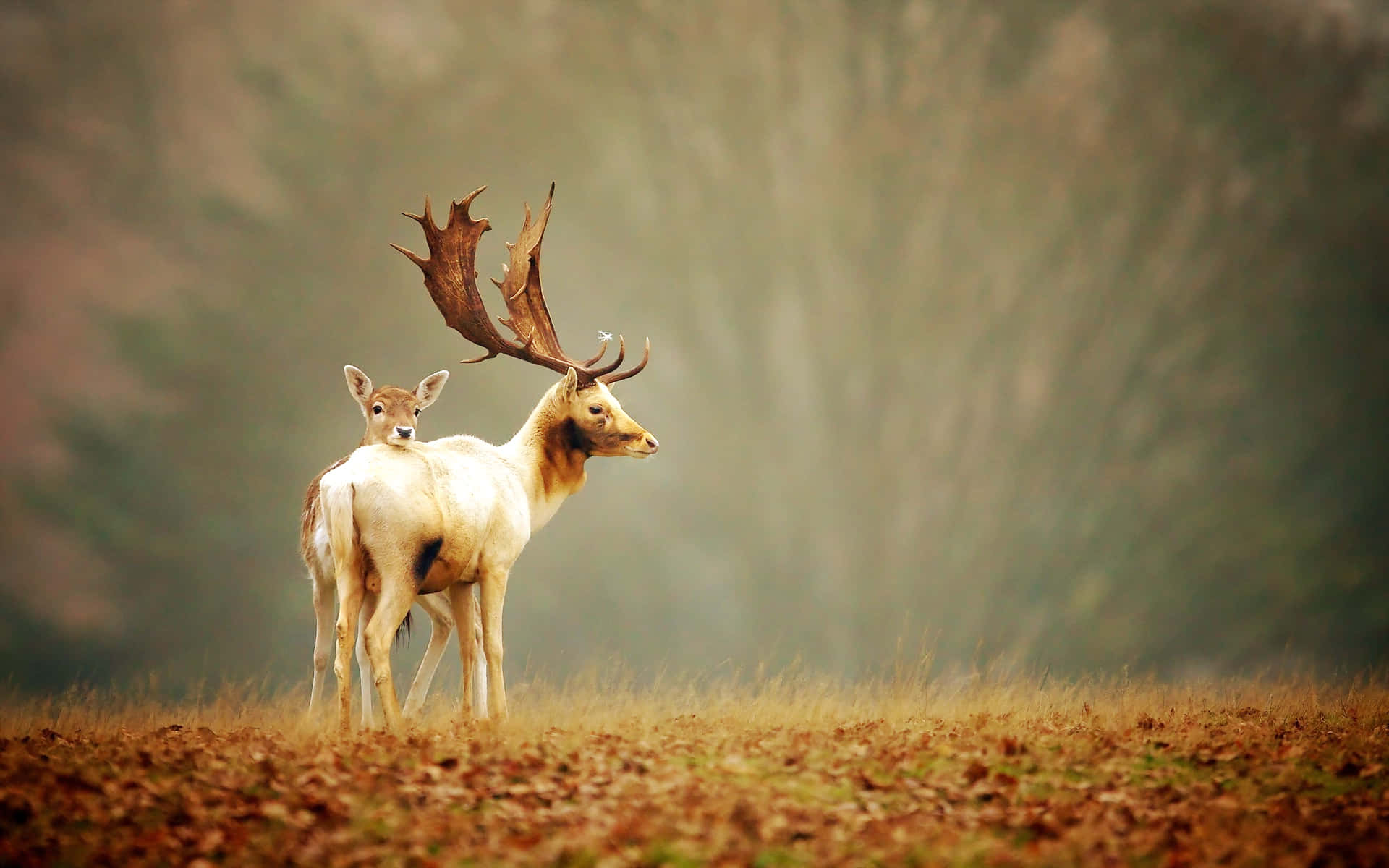 Deer, fawn, misty autumn forest clearing, Full HD Desktop Wallpaper