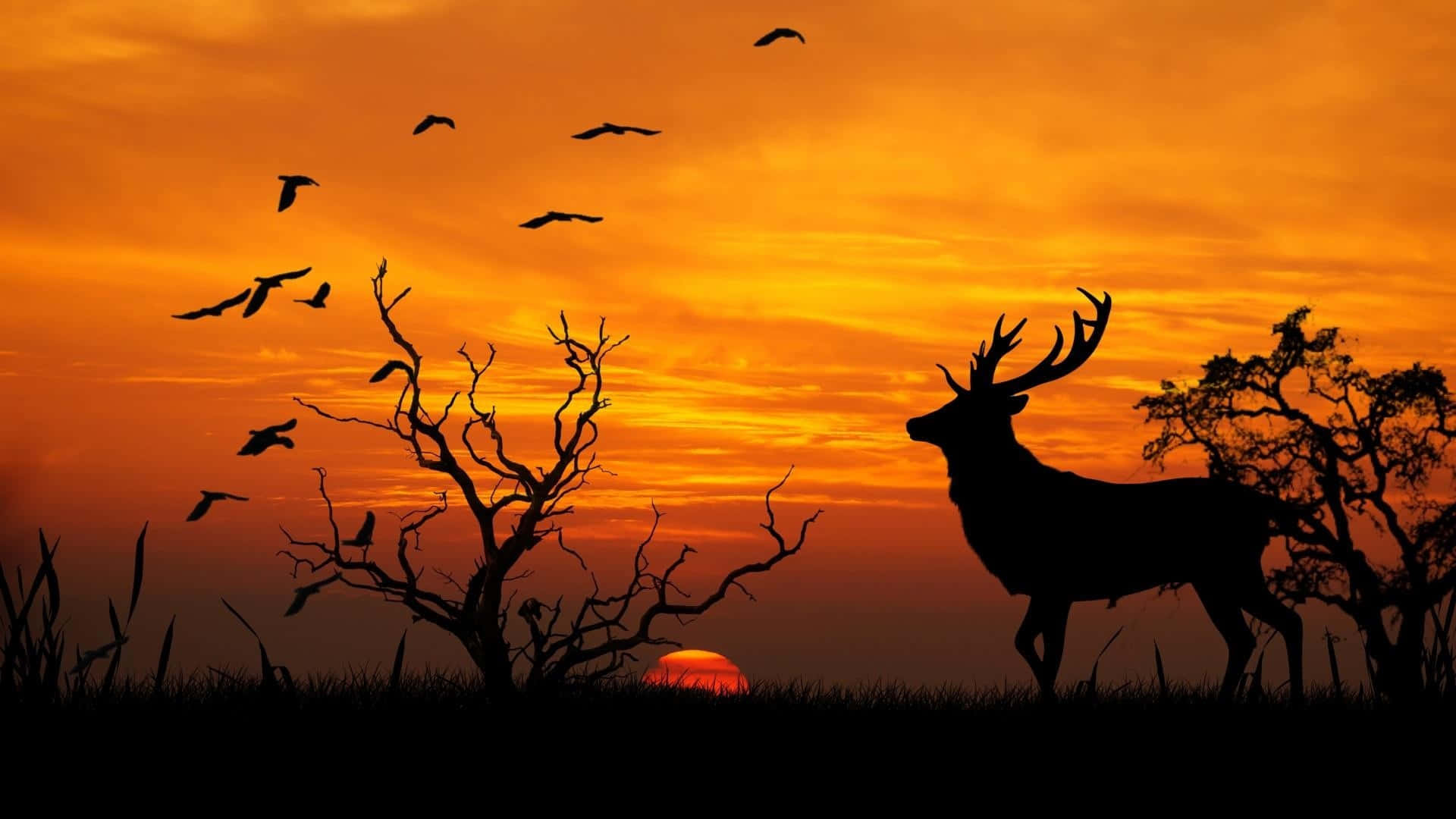 Deer, Silhouette, Fiery orange sunset sky, Full HD Desktop Wallpaper