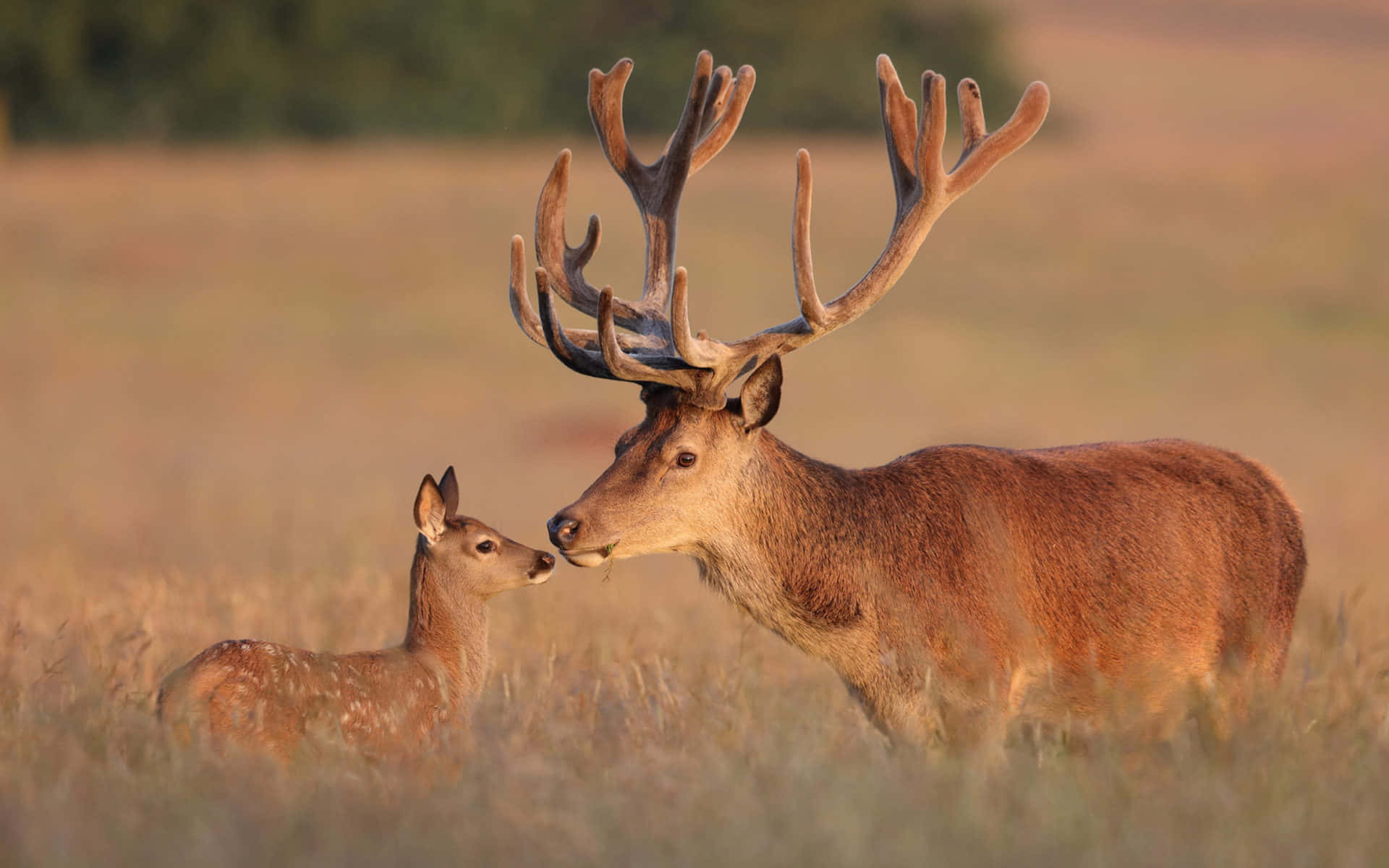 red deer, fawn, golden grassy field, Full HD Desktop Wallpaper