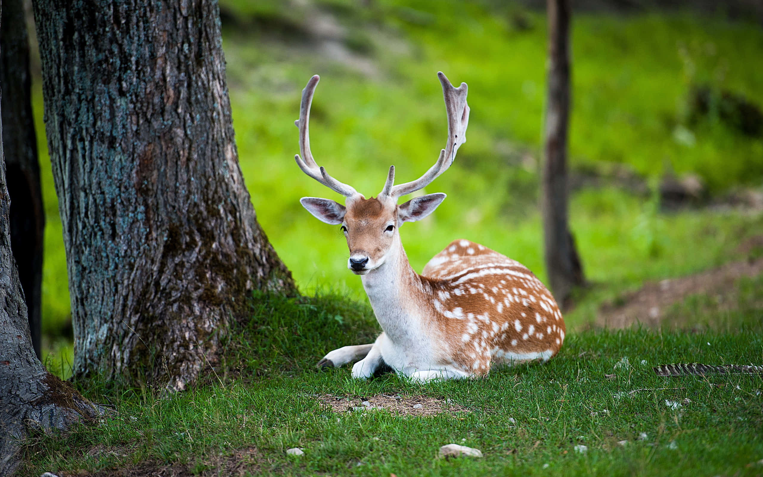 Deer Desktop, Nighttime, spotted coat, 2K Desktop Wallpaper
