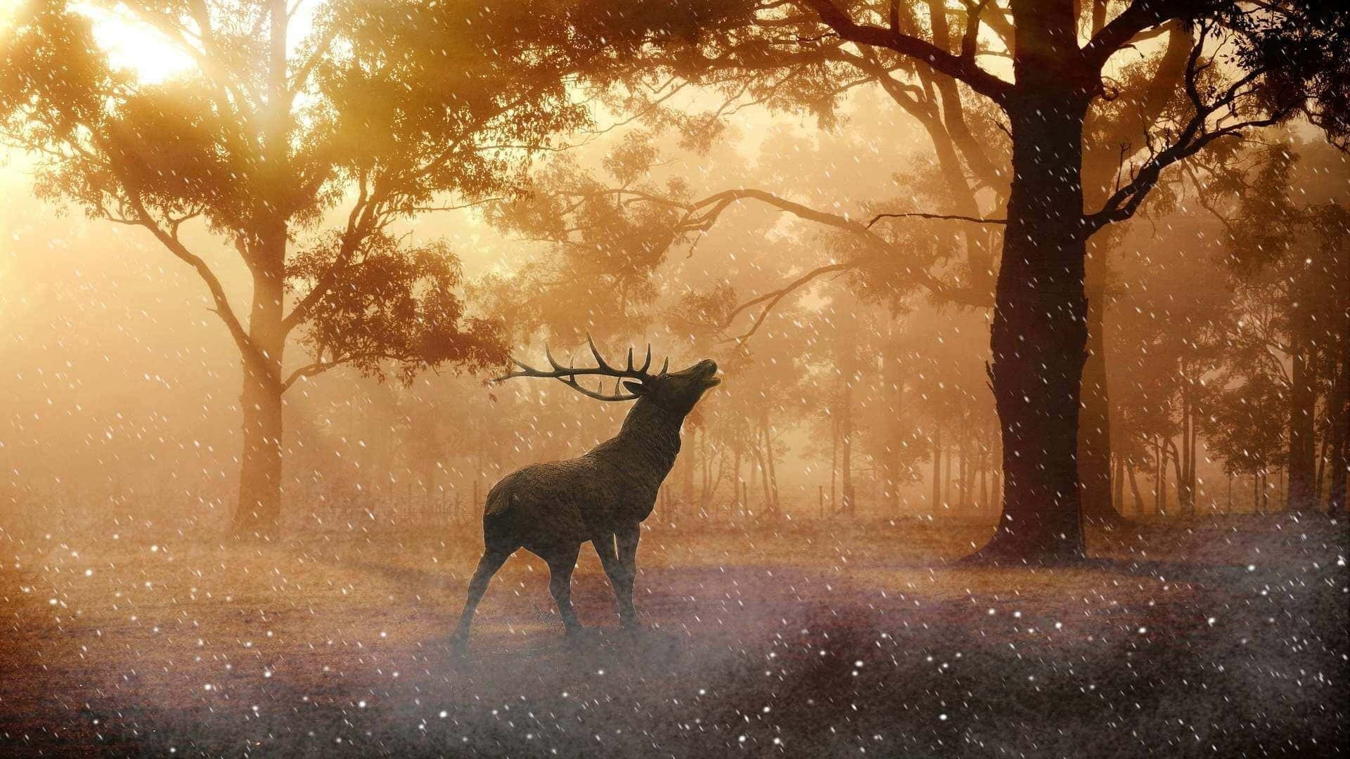 white-tailed deer, stag, misty forest, Full HD Desktop Wallpaper