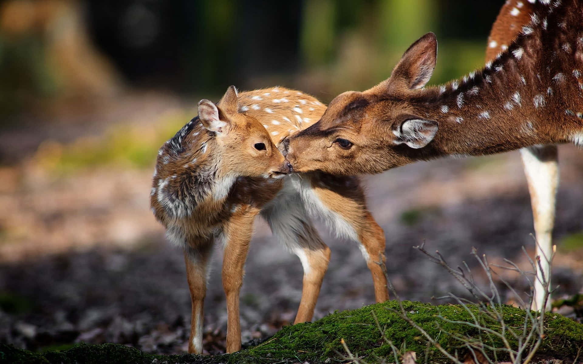deer, fawn, sunlit forest clearing, Full HD Desktop Wallpaper