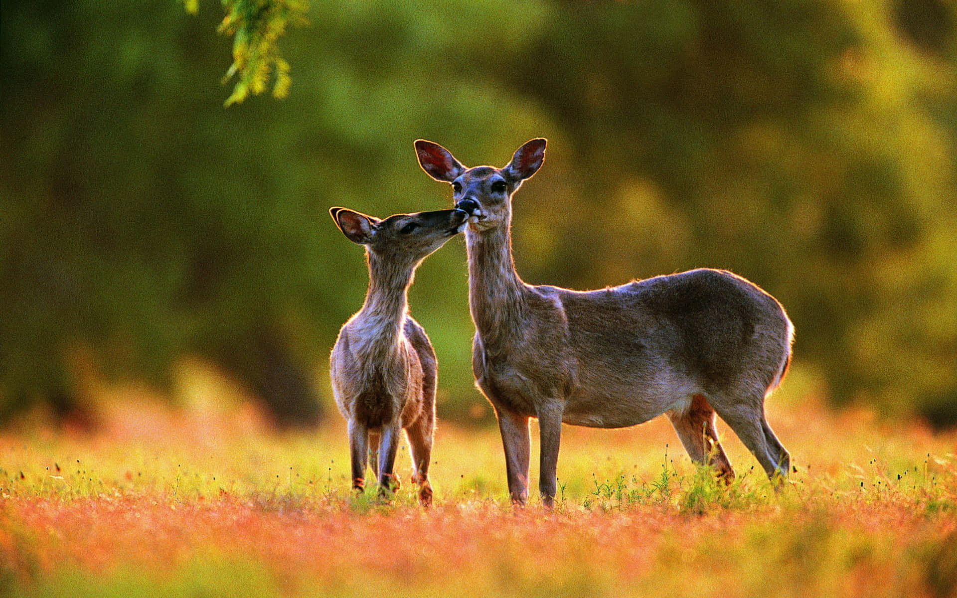 Deer Desktop, young deer, mother deer, Full HD Desktop Wallpaper
