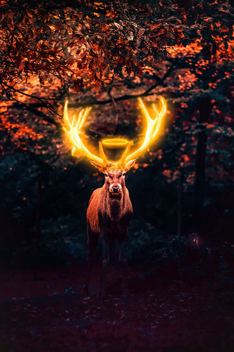 Deer Desktop, glowing golden antlers, dark forest, SD Phone Wallpaper