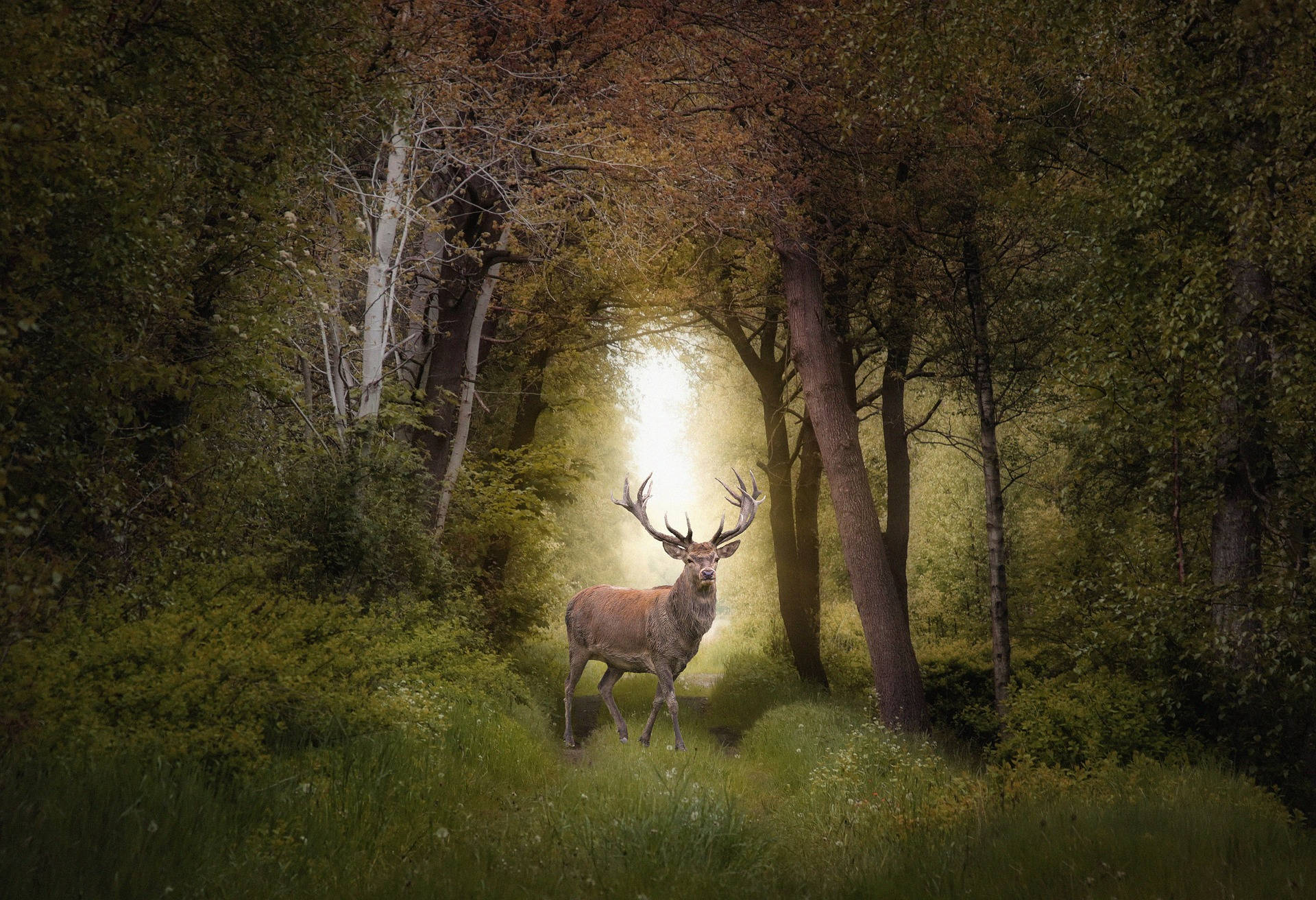 stag, sunlit forest clearing, dense green trees, Full HD Desktop Wallpaper