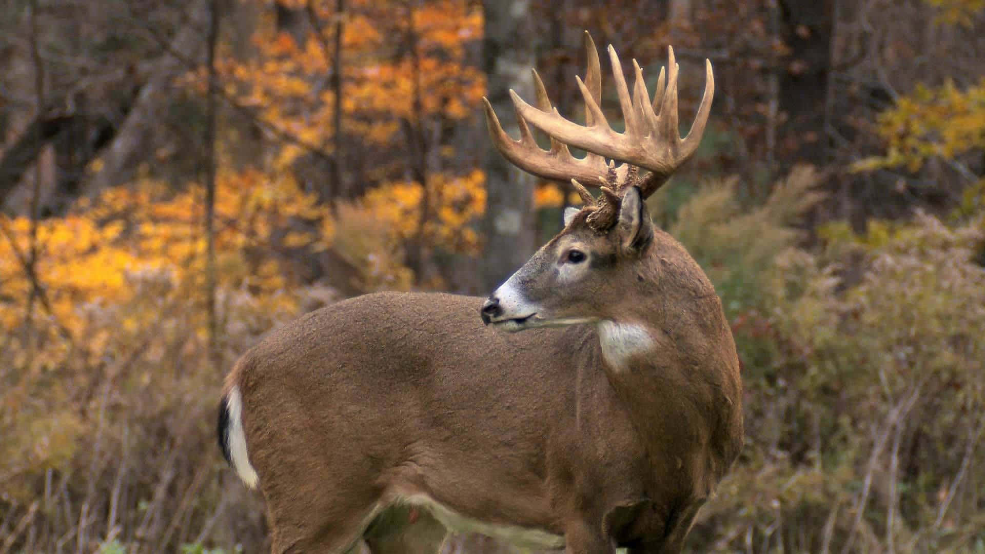 Deer Desktop, majestic buck, large antlers, Full HD Desktop Wallpaper