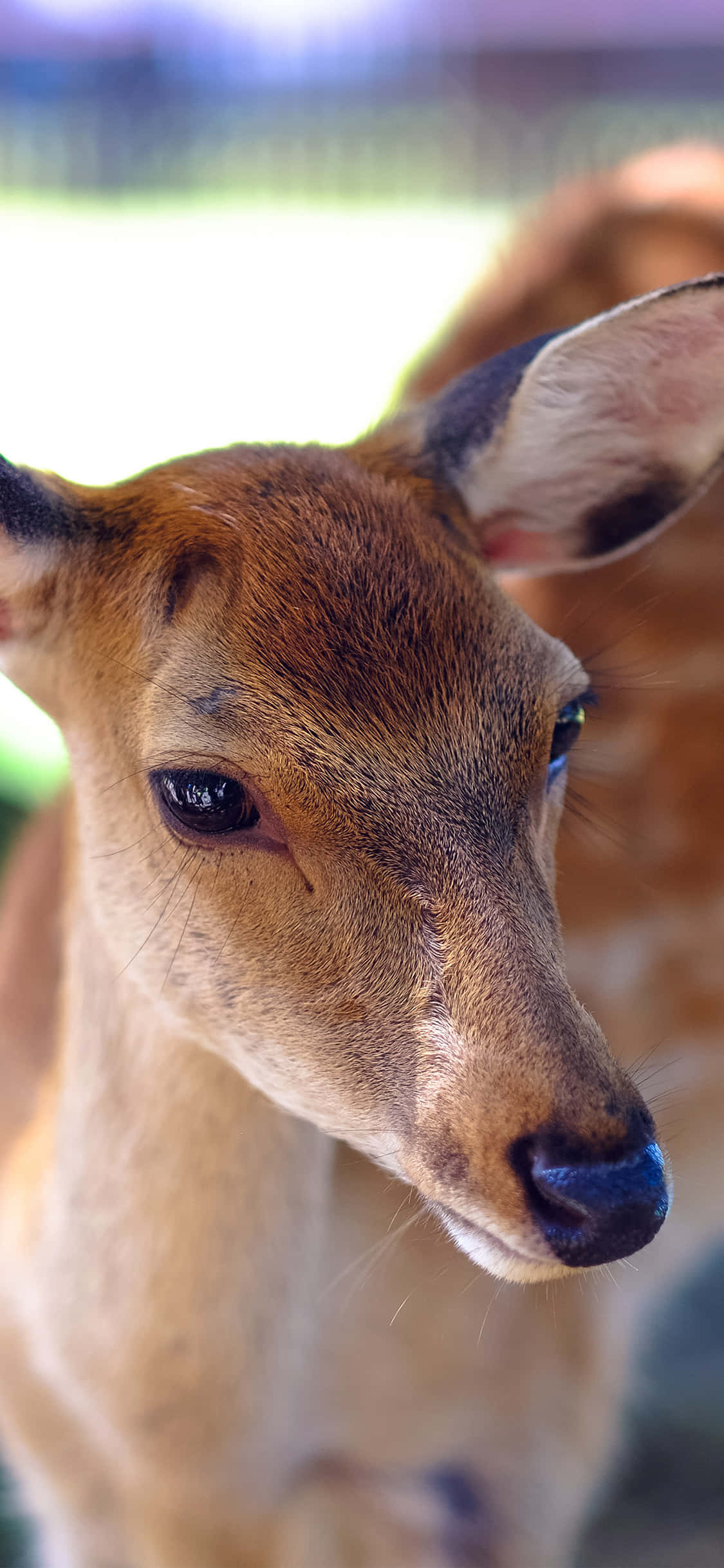 deer, field, soft brown fur, Full HD Phone Wallpaper
