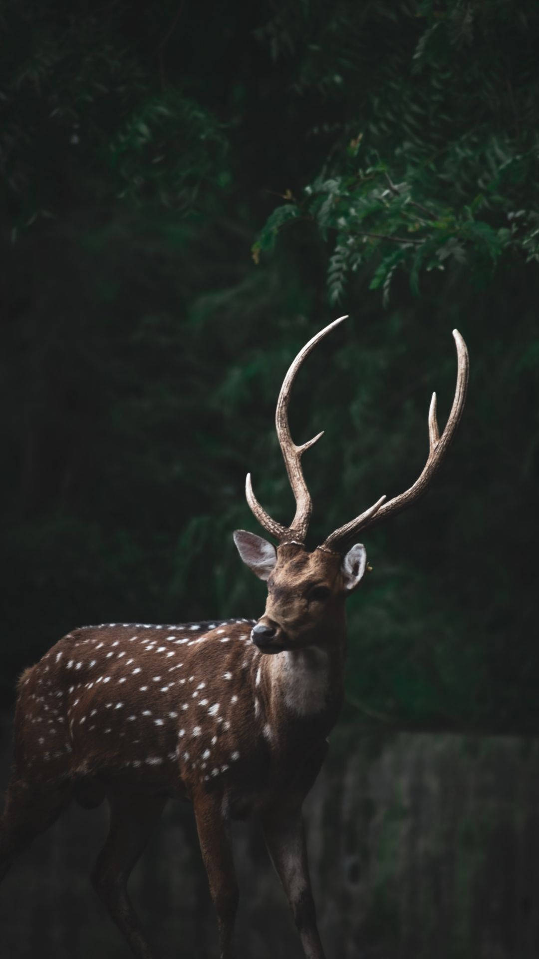 Deer iPhone, spotted deer, large antlers, Full HD Phone Wallpaper