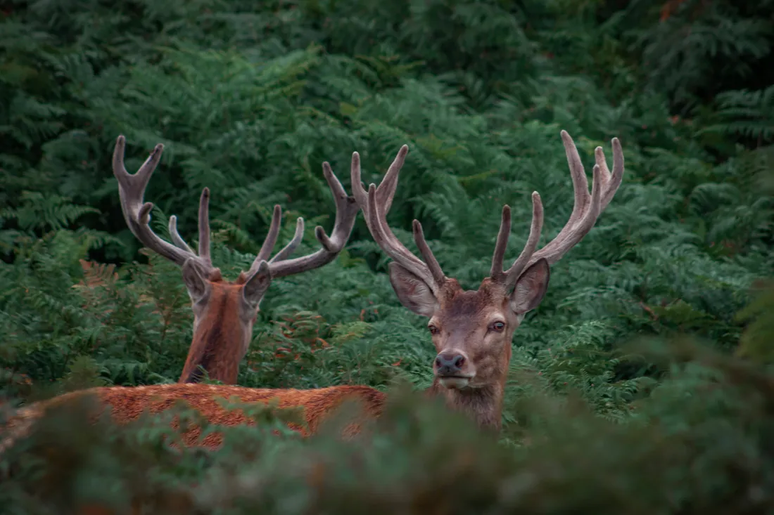 Deer Hunting