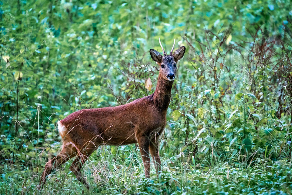 Deer Hunting, forest, young male deer, SD Desktop Wallpaper