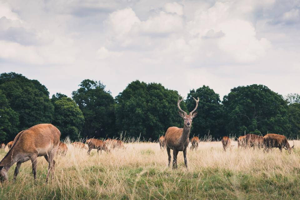 herd of deer, daytime, sunlit field, SD Desktop Wallpaper