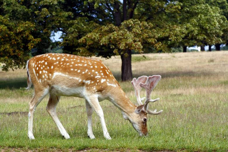 Fallow, deer hunting, spotted deer, SD Desktop Wallpaper