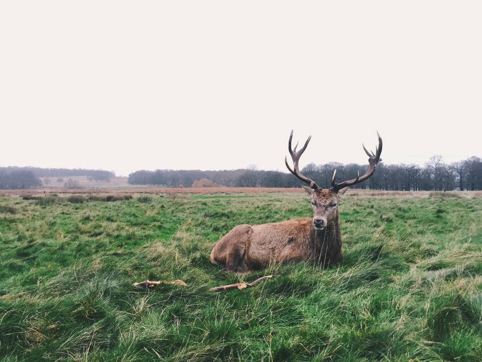 deer, stag, large antlers, SD Desktop Wallpaper
