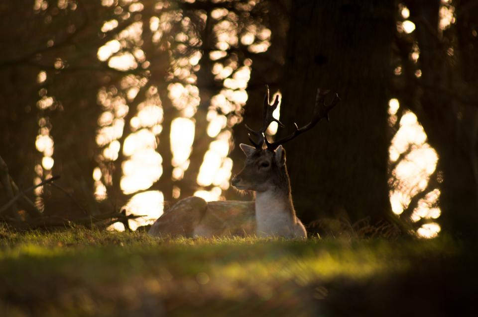 deer buck, antlers, sun-dappled forest clearing, SD Desktop Wallpaper