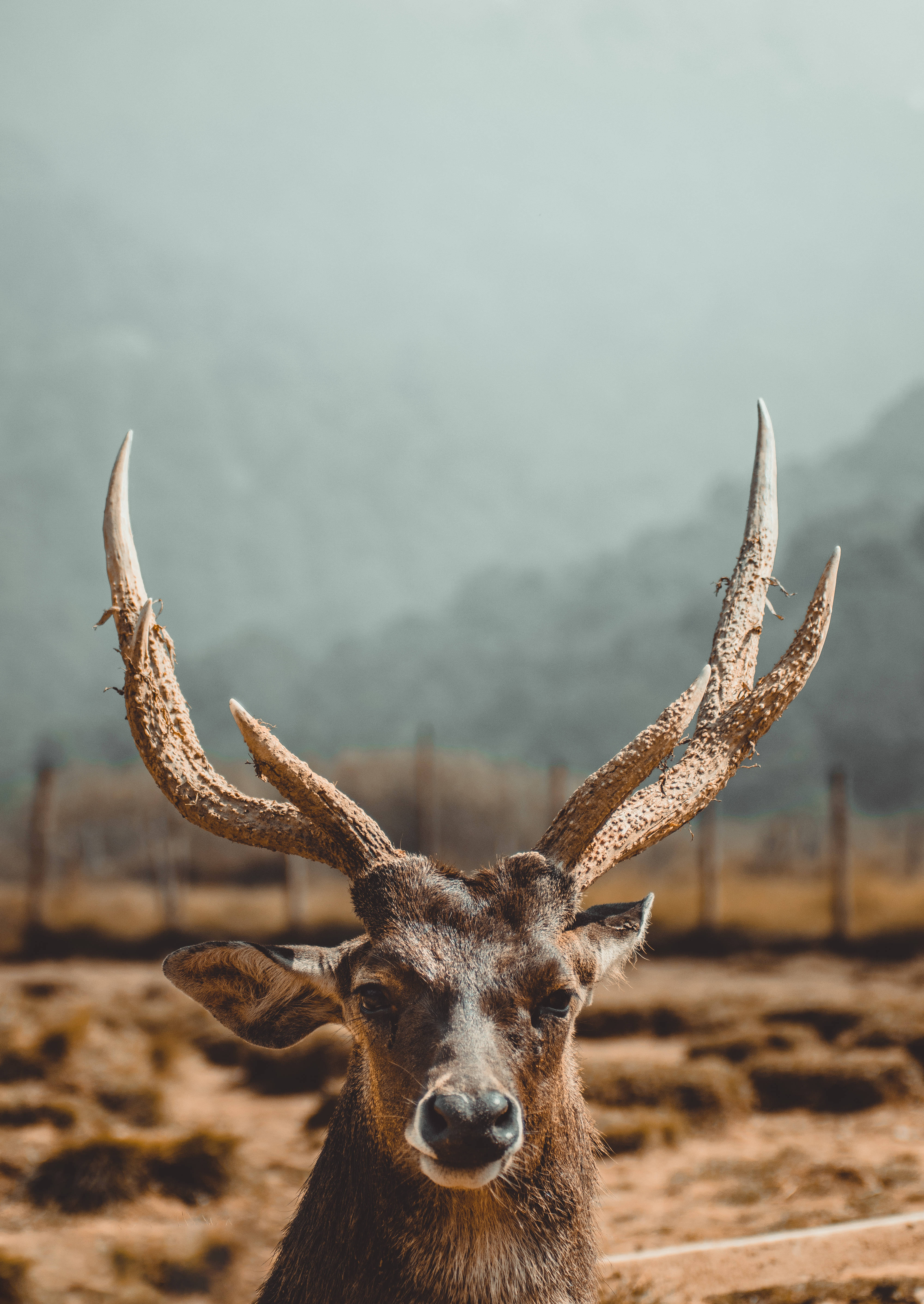 stag, large antlers, misty outdoor setting, 5K Phone Wallpaper