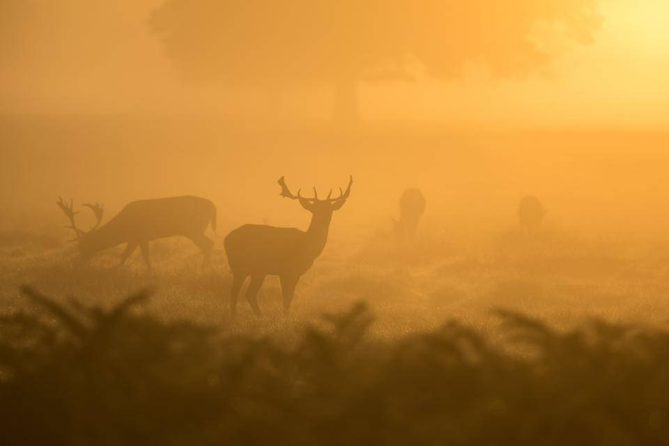deer, golden misty field, sunrise, SD Desktop Wallpaper