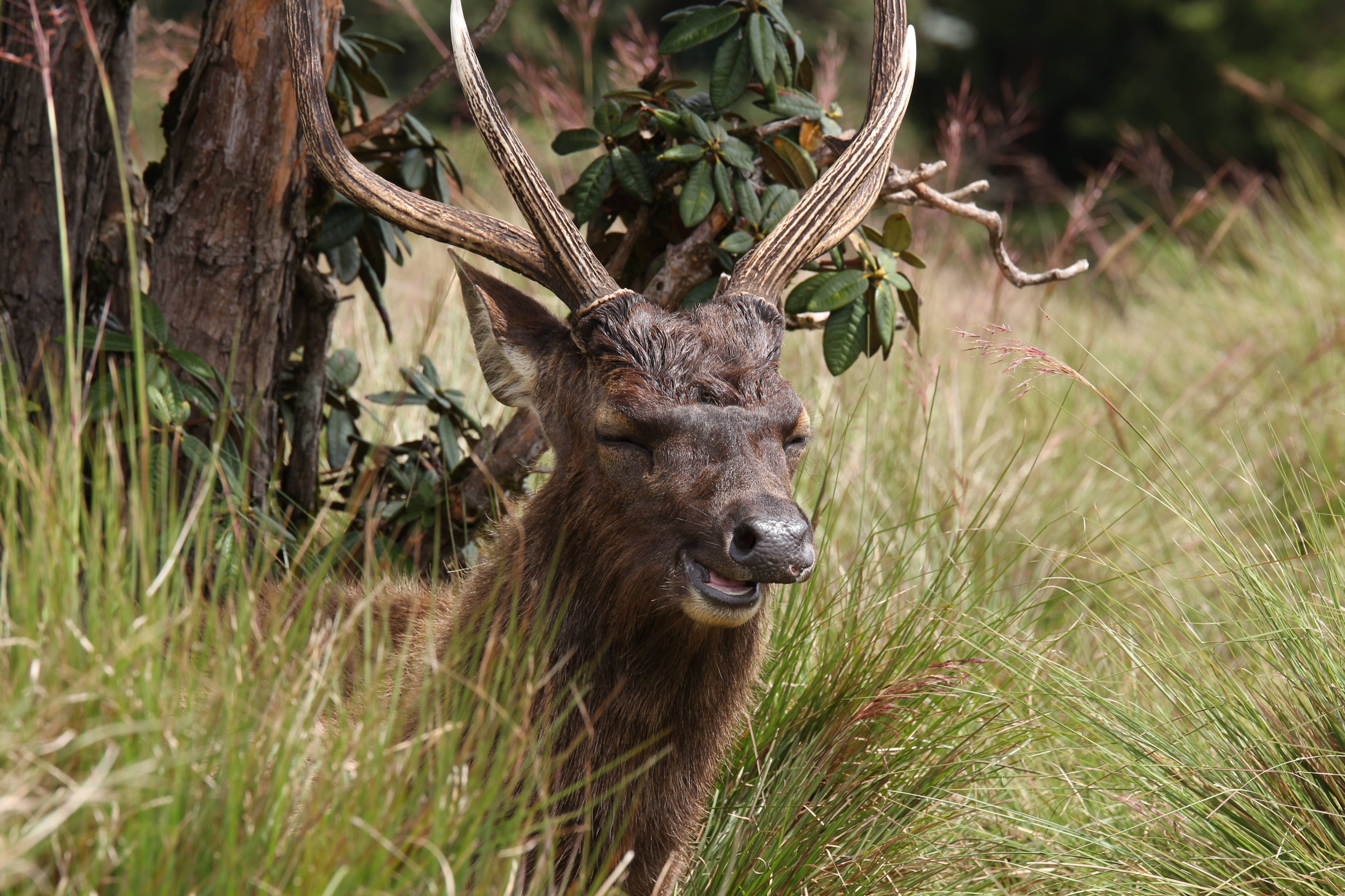Deer Hunting, smiling deer, large antlers, 5K Desktop Wallpaper